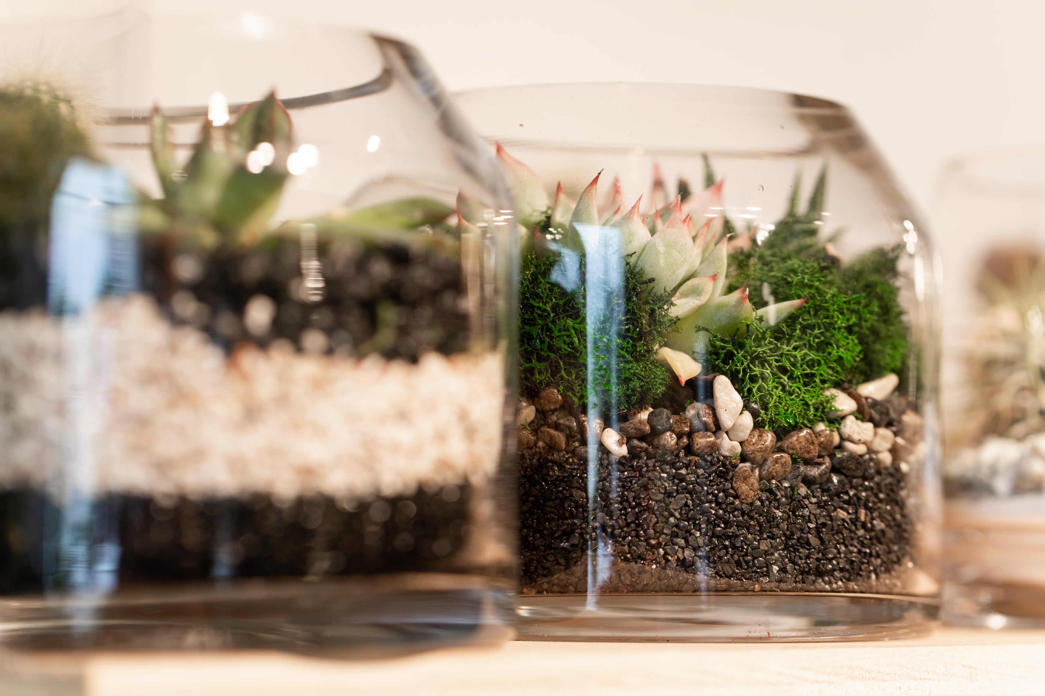 glass terrariums