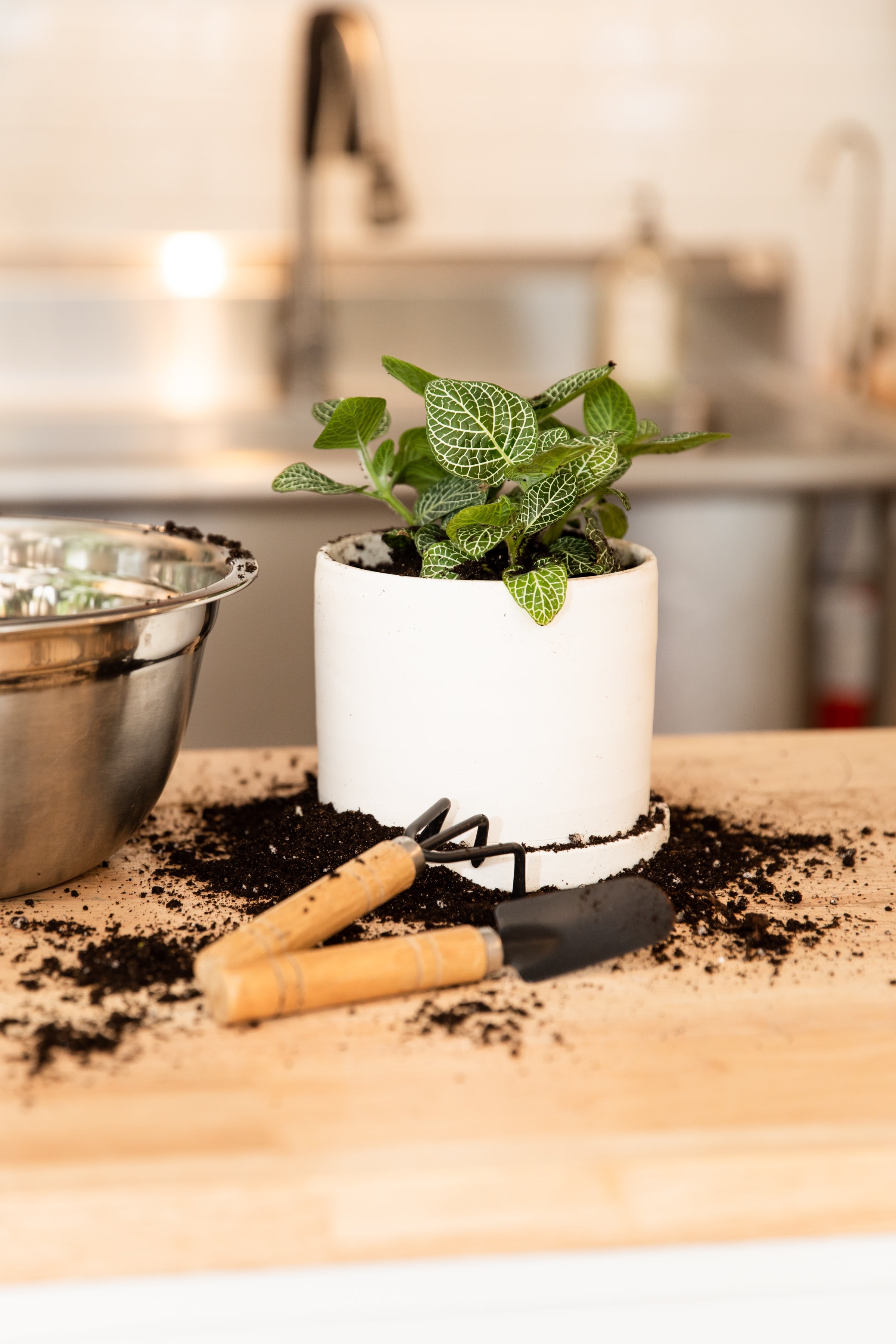 The Foliage Plant Subscription