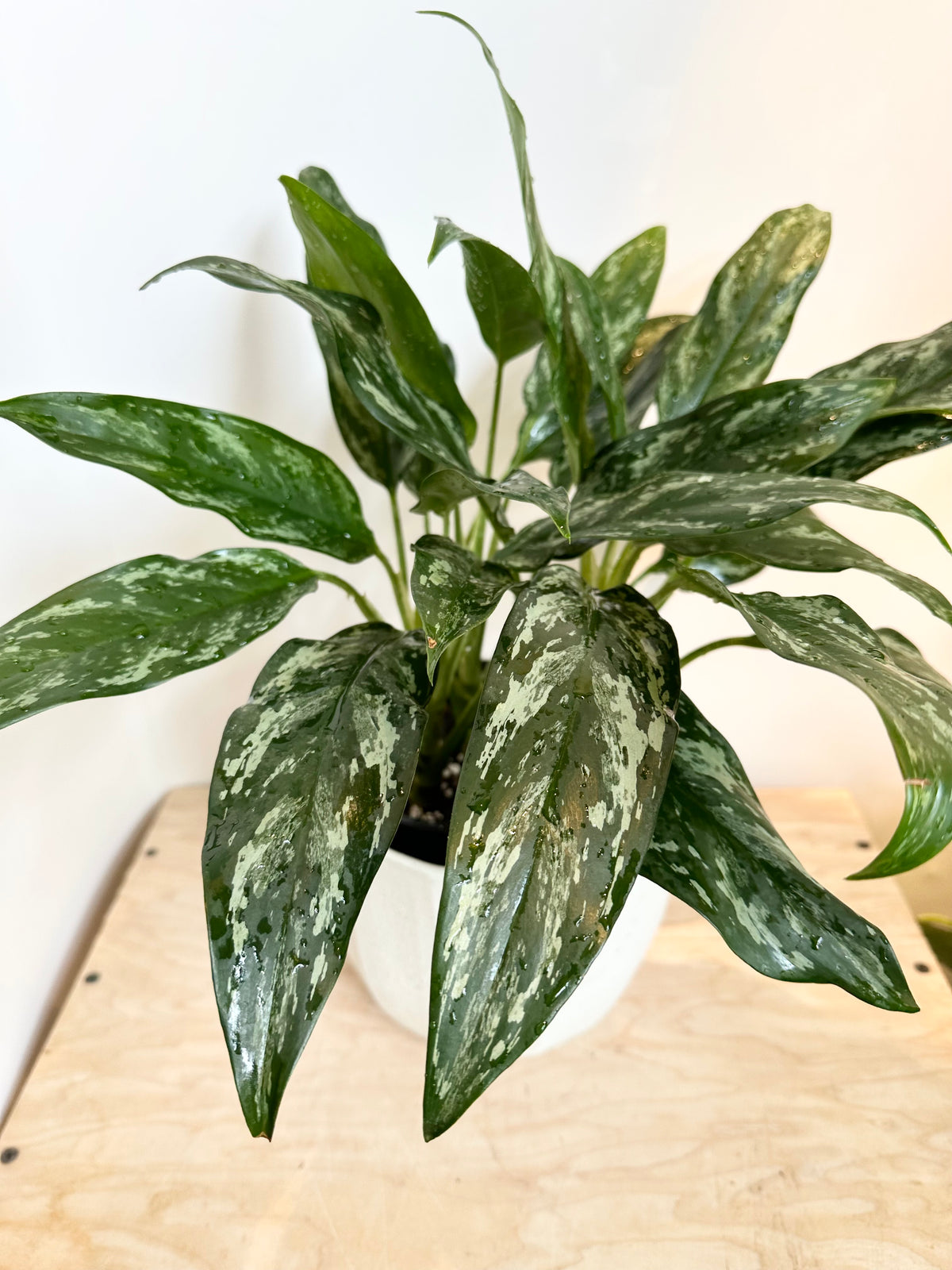 aglaonema shadessimilar to emersld beauty Aglaonema 'Shades'