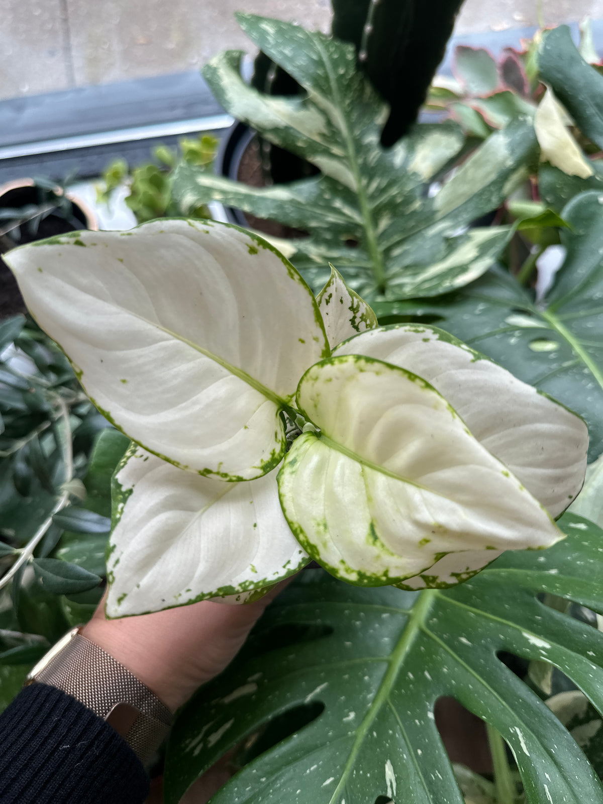 Aglaonema 'White Beauty' – Foliage
