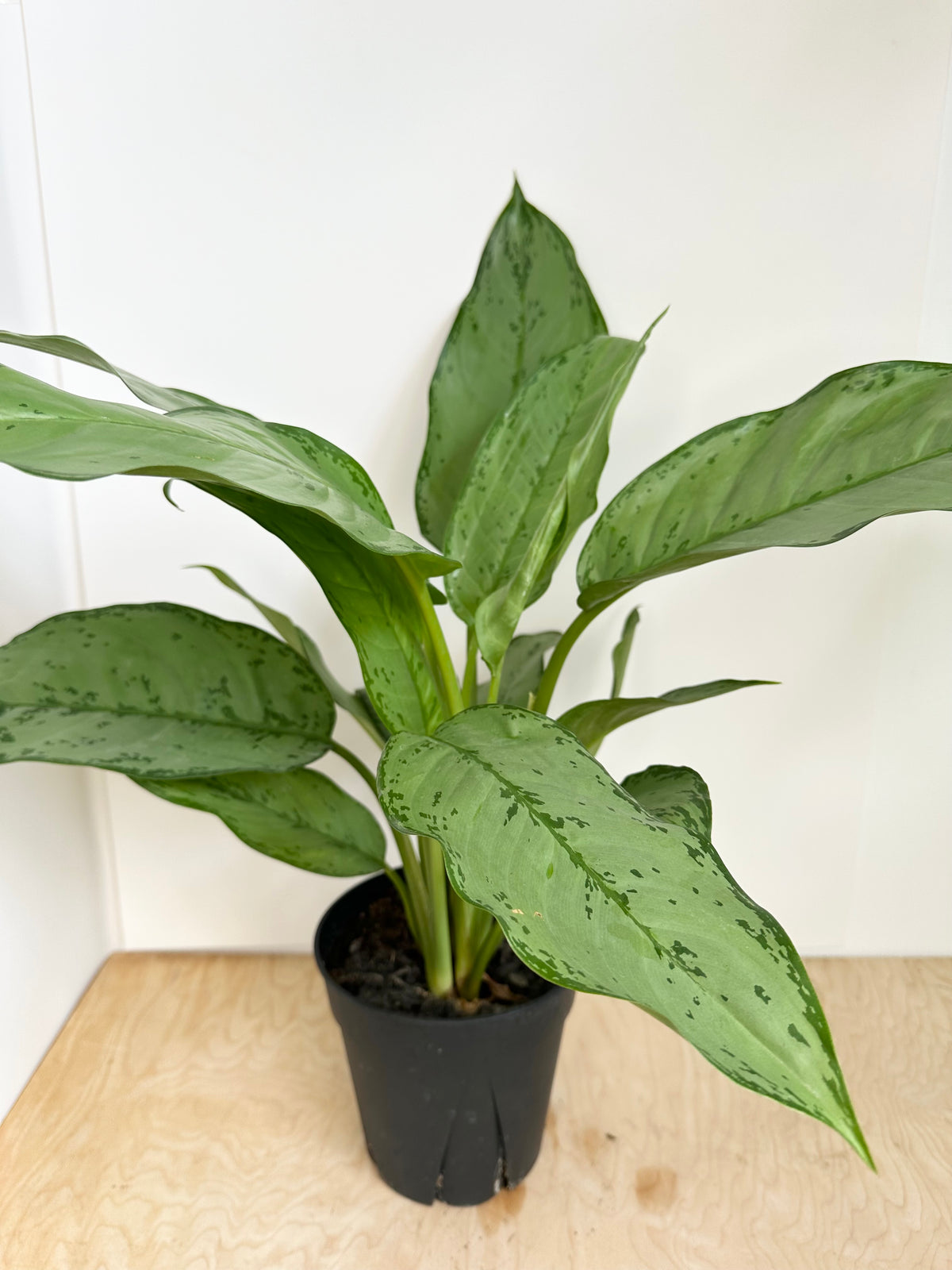 aglaonema bj freeman cecelia Aglaonema 'BJ Freeman' – Foliage