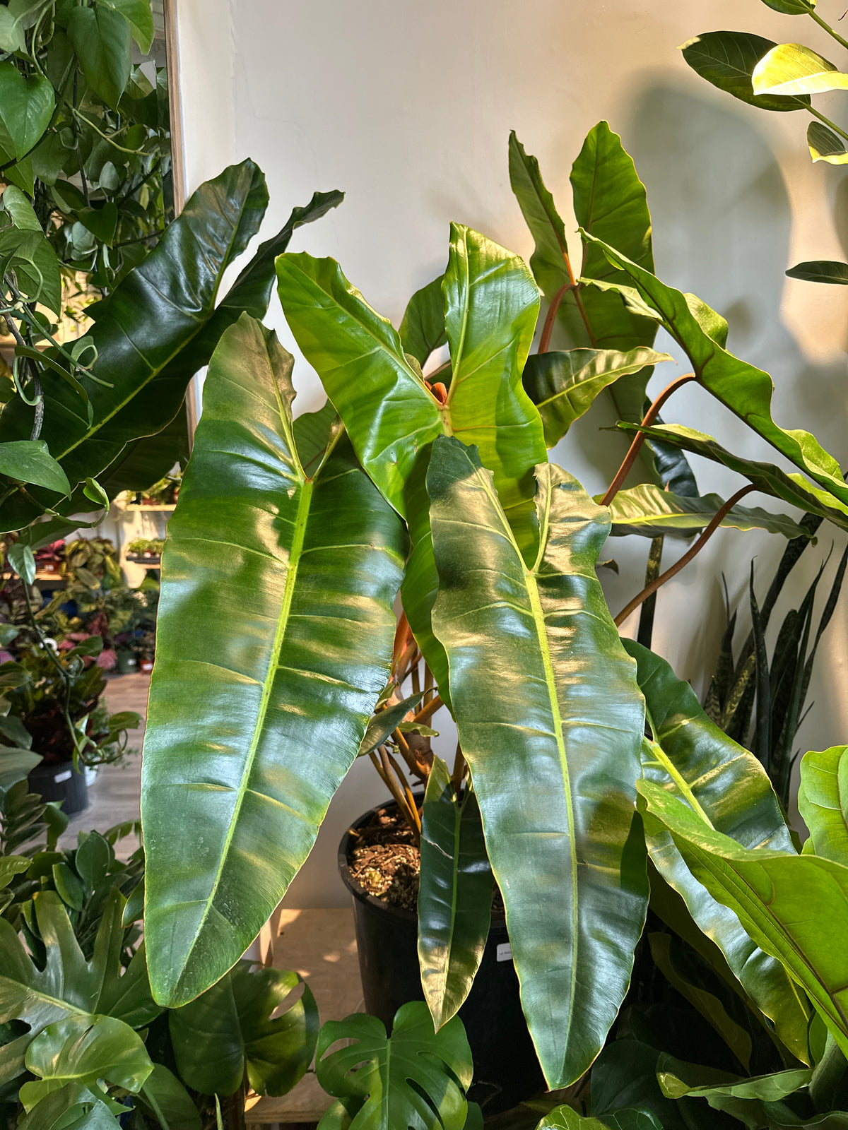 philodendron beneficios Filodendro 'Billietiae'