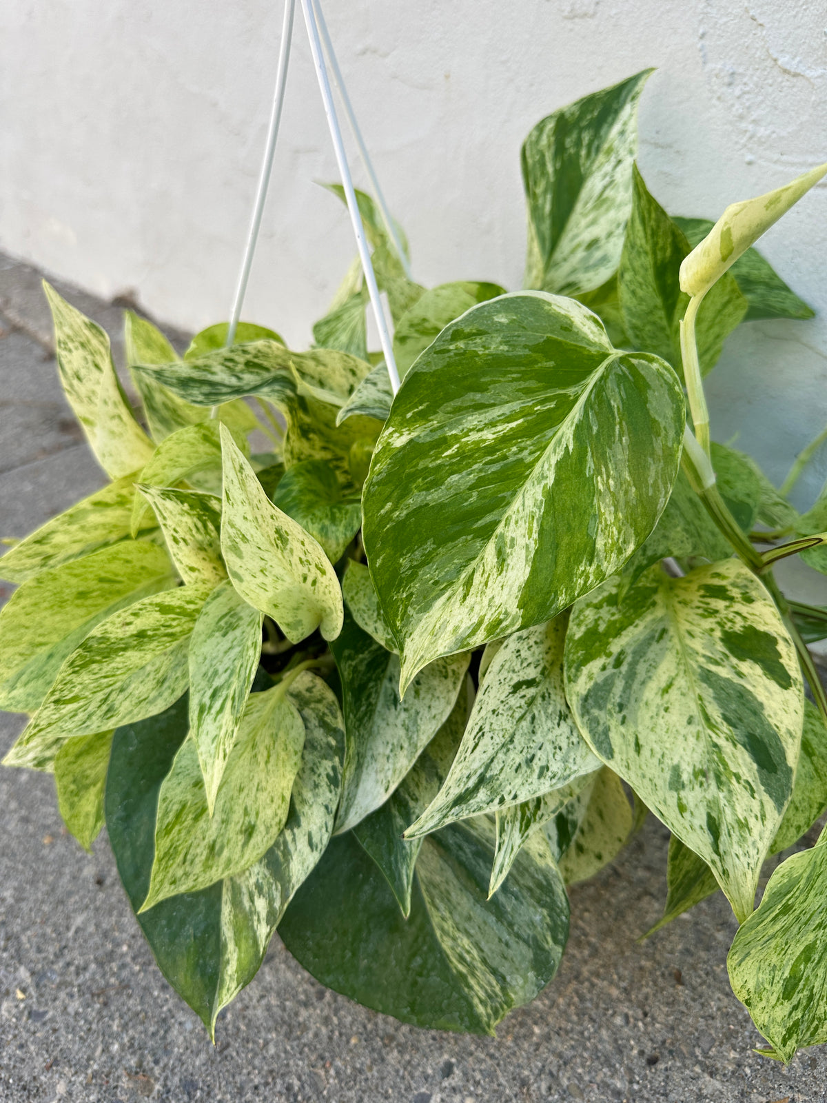snow queen pothos scientific name Pothos 'Snow Queen' – Foliage