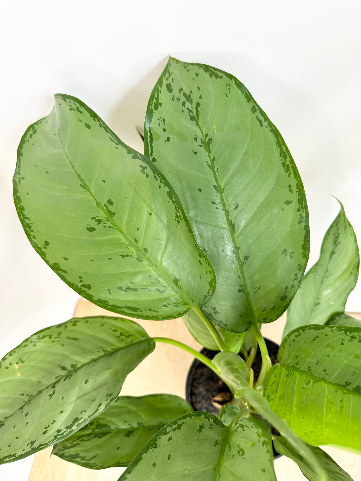 aglaonema bj freeman Aglaonema 'BJ Freeman' – Foliage