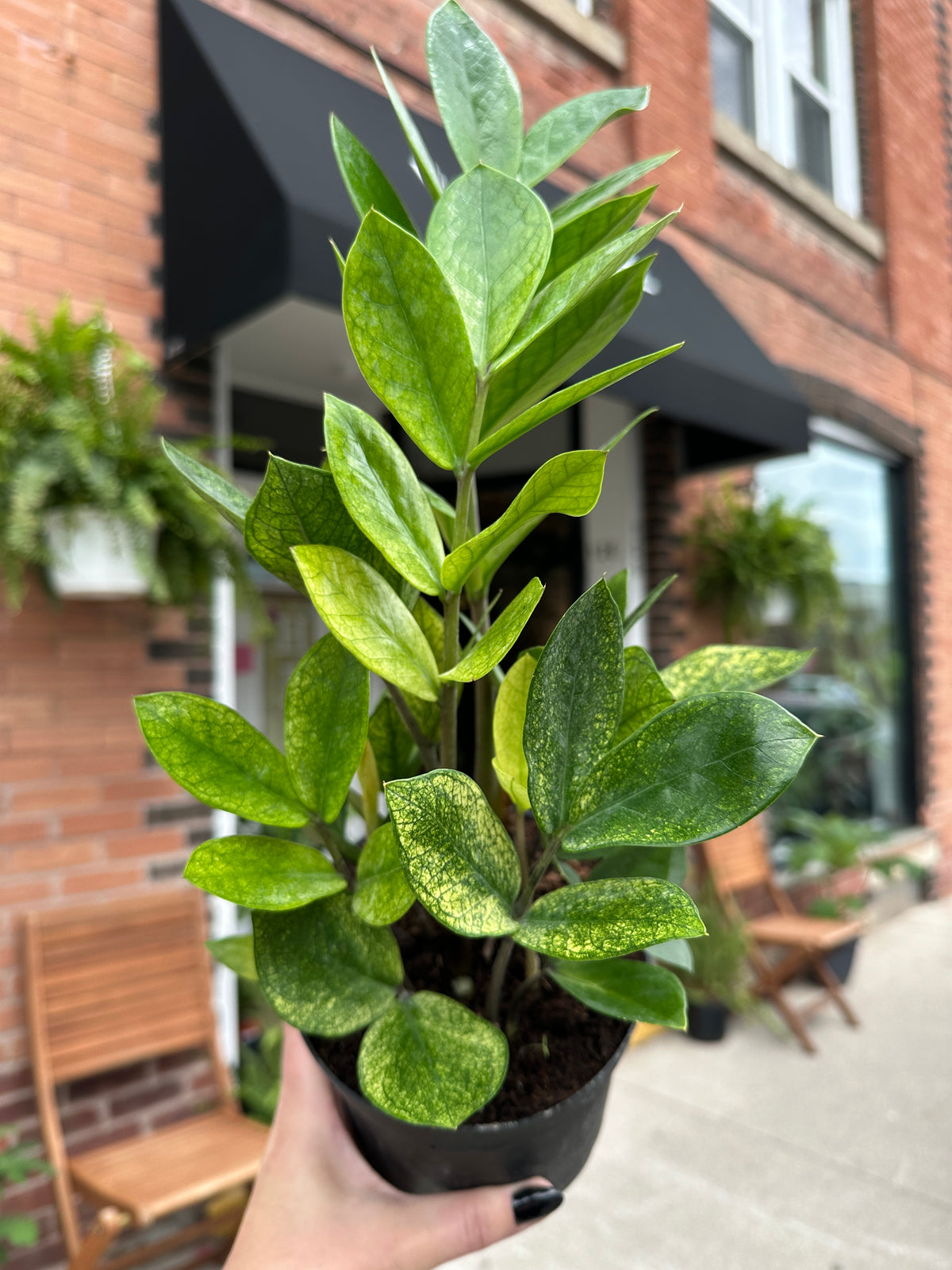 ZZ Plant 'Chameleon'
