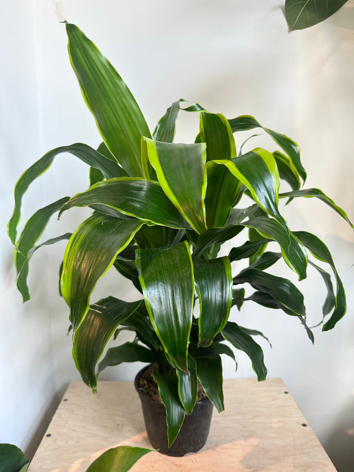 dracaena deremensis dorado Dracaena 'Dragon Dorado Bush'