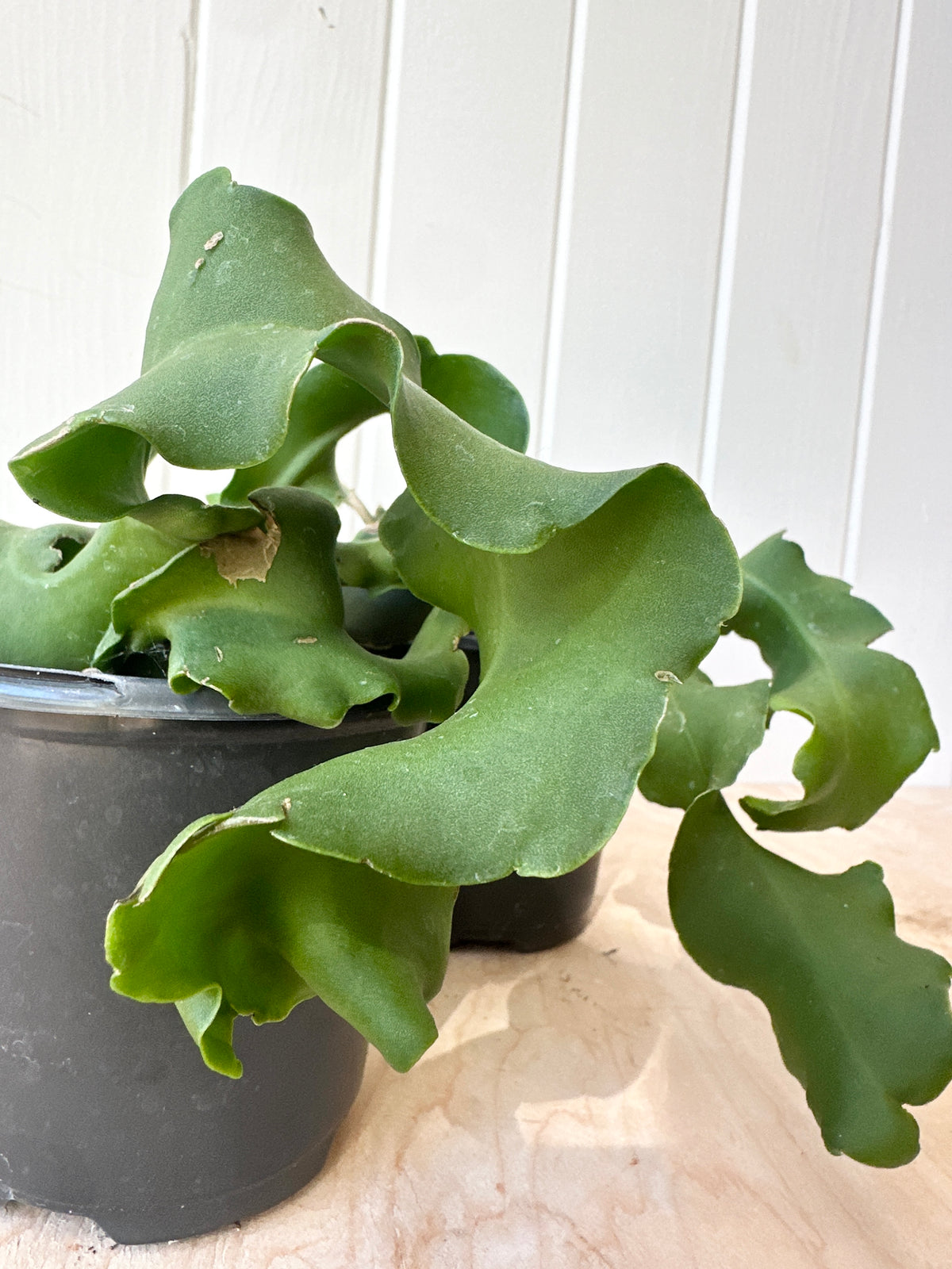 curly sue succulent Curly Locks Orchid Cactus
