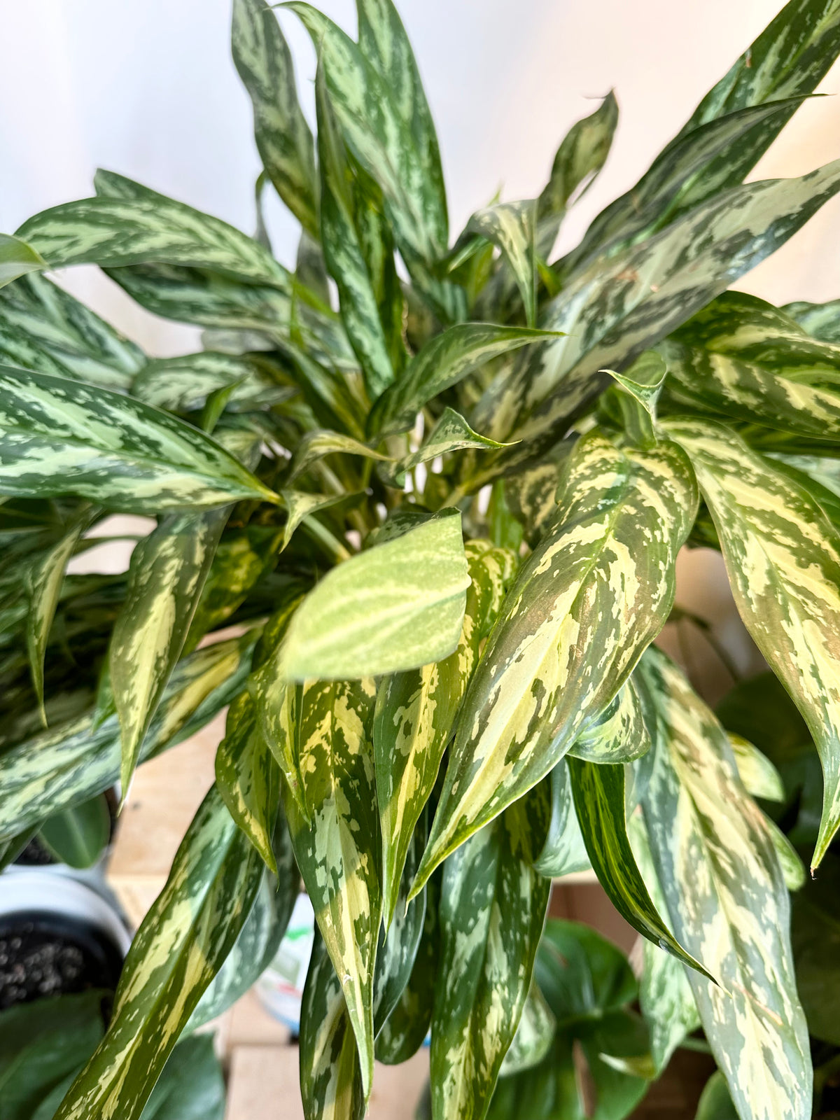 aglaonema mondo Aglaonema 'Mondo Bay'