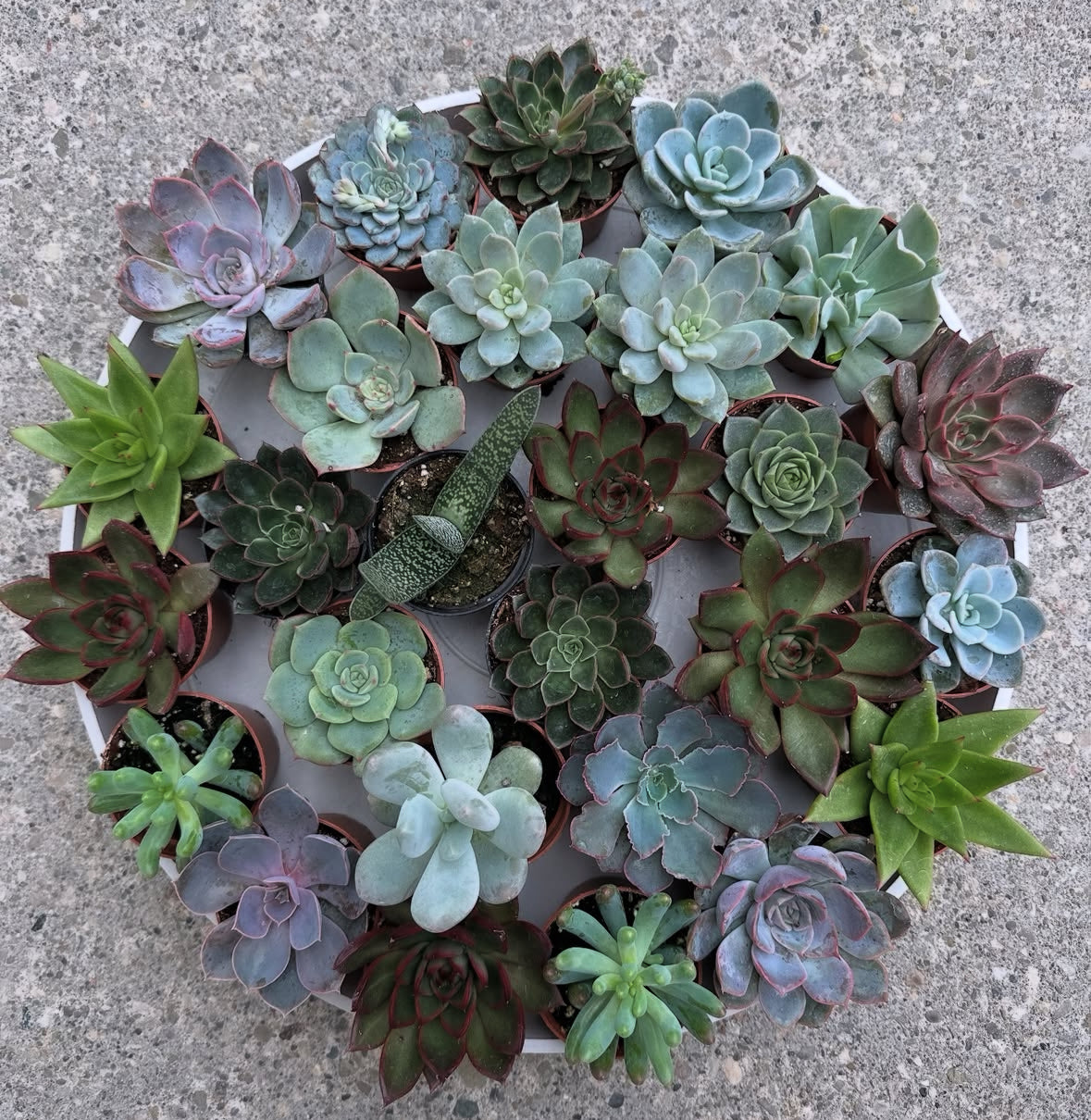 buy succulents online canada Succulent, Assorted