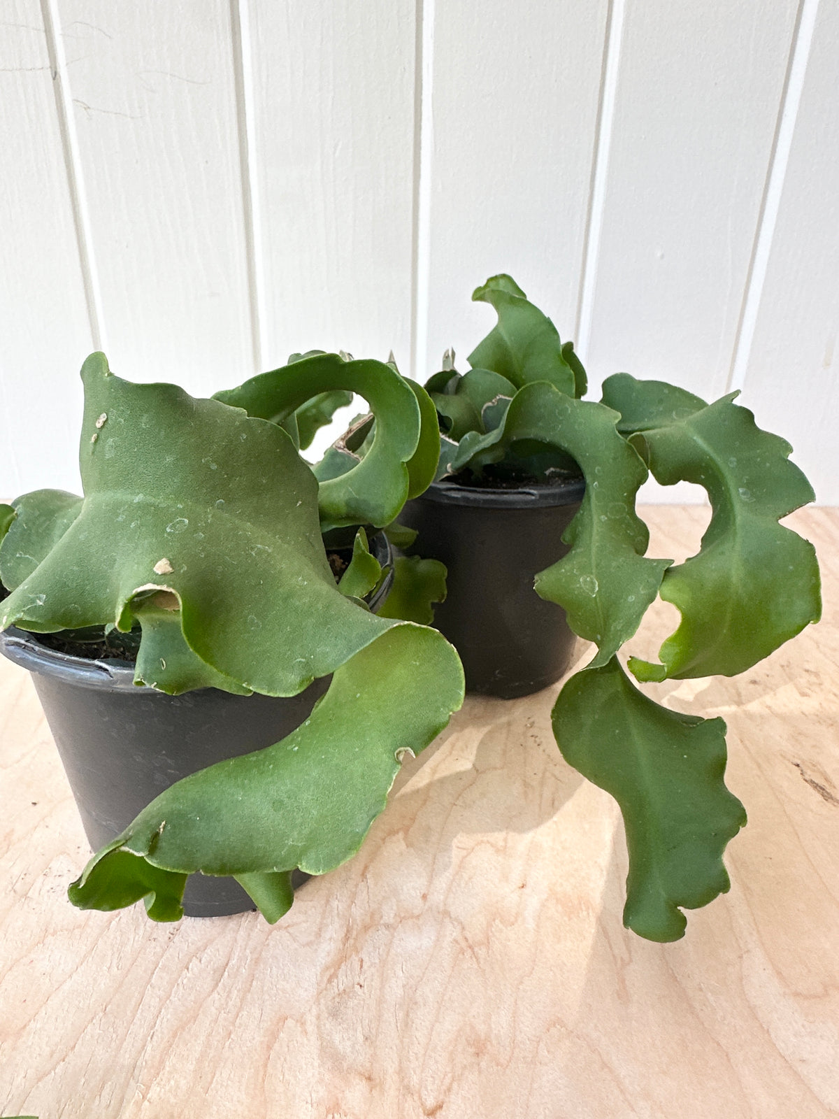 curly q succulent Curly Locks Orchid Cactus – Foliage
