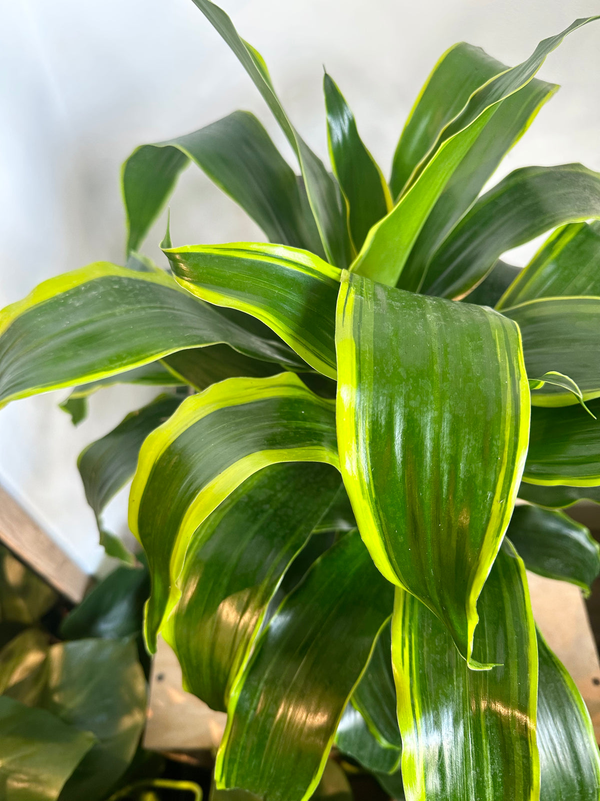 dracaena canada Dracaena 'Dragon Dorado Bush' – Foliage