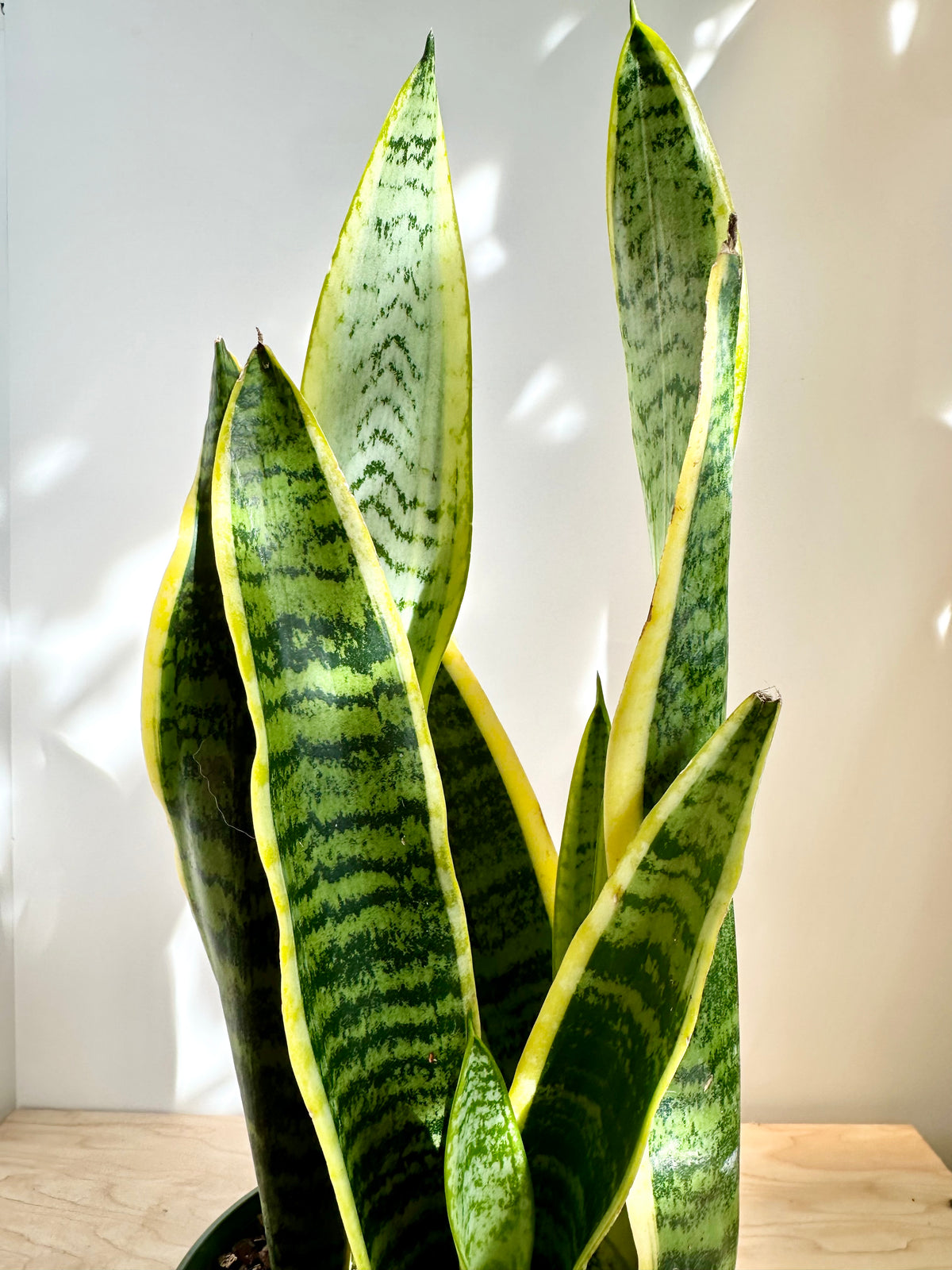 sansevieria canada Sansevieria 'Laurentii' – Foliage