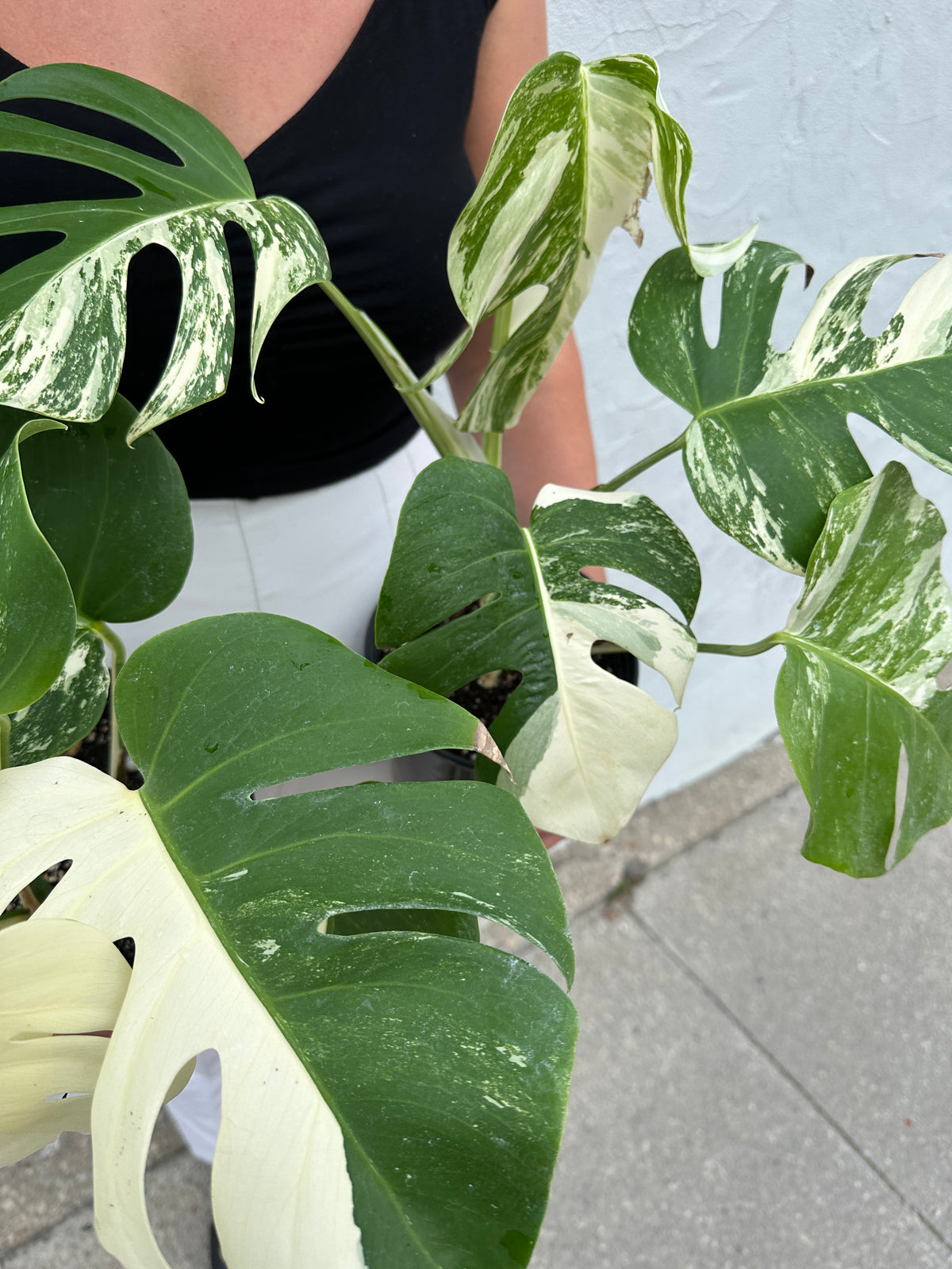 monstera plant vancouver Monstera 'Albo' – Foliage