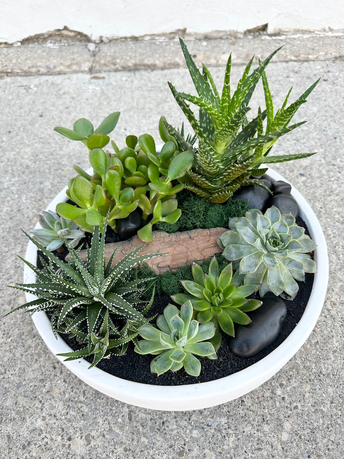 succulent plant night Succulent Night Workshop – Foliage