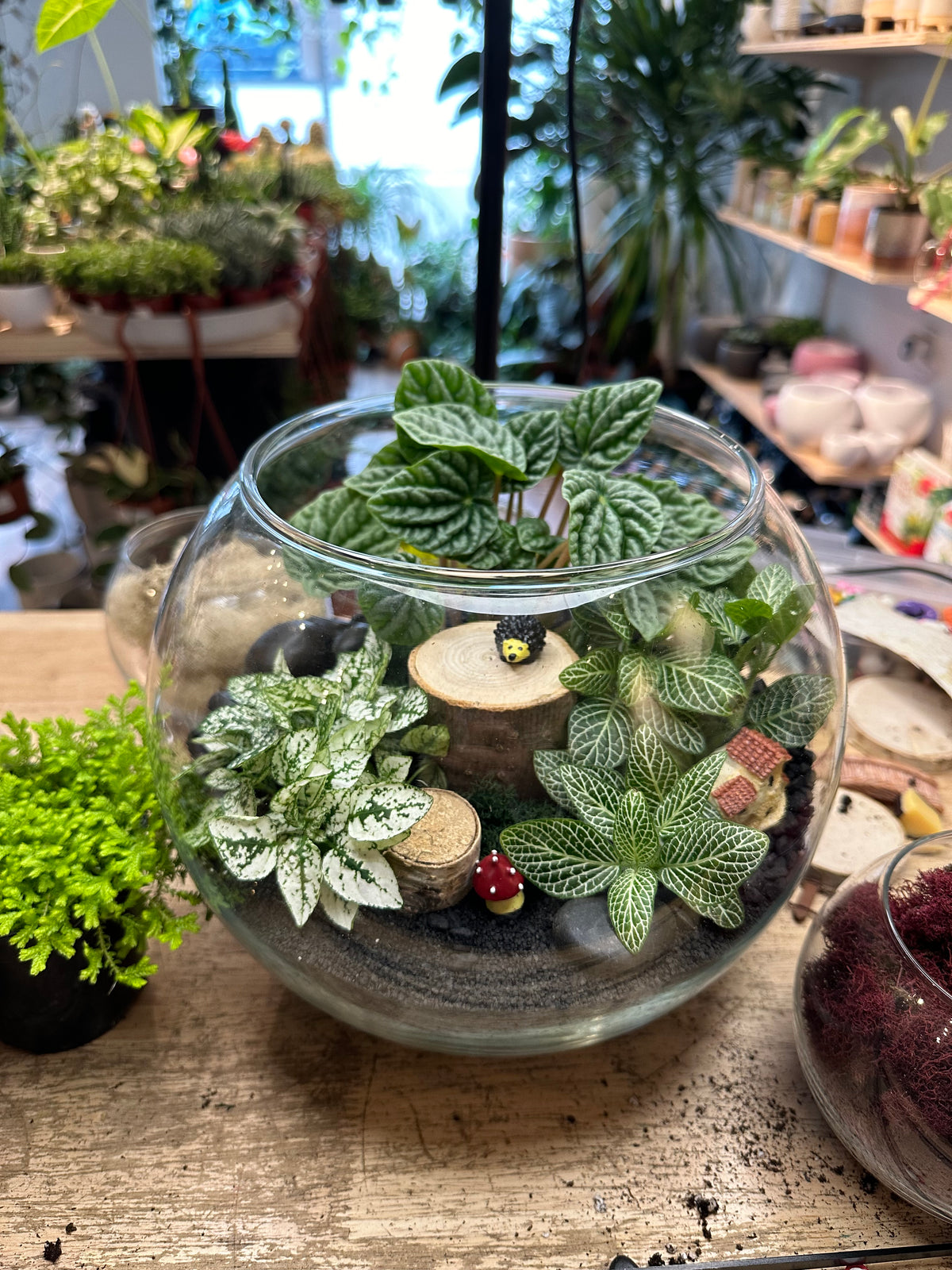 plant nite make a succulent terrarium Plant Night Workshop – Foliage