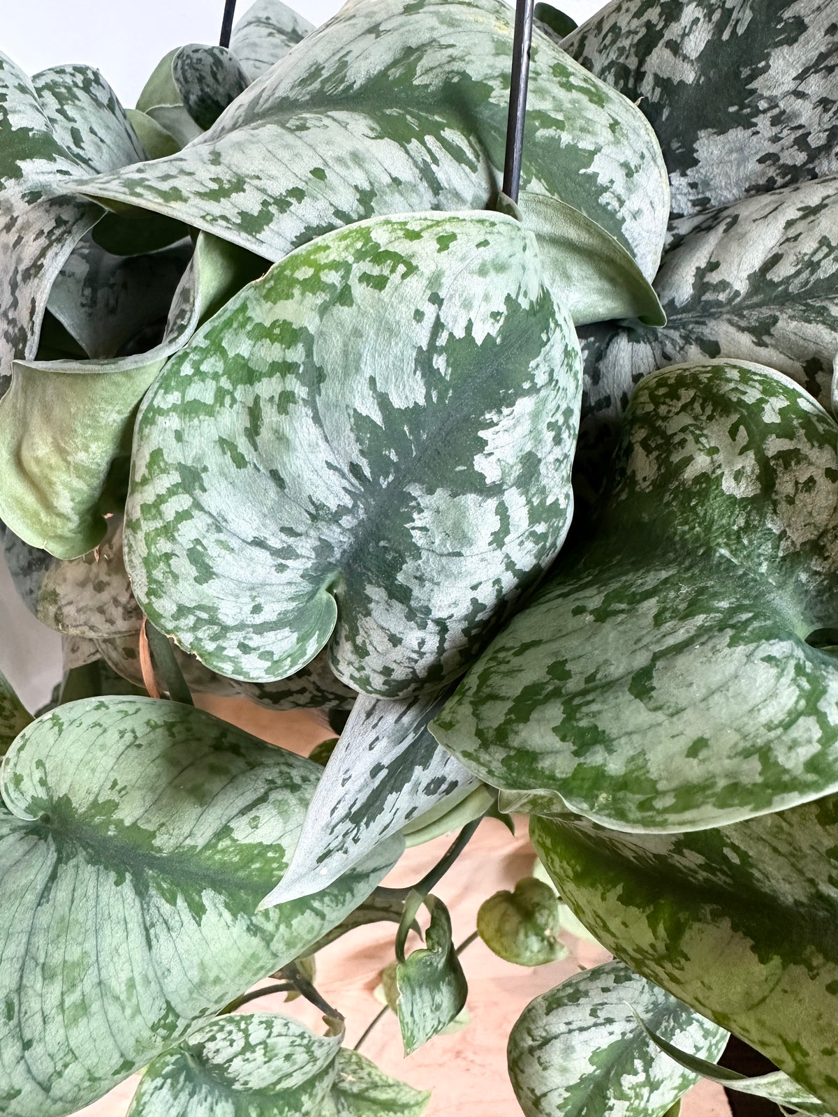 silver exotica pothos Scindapsus Pictus 'Exotica'