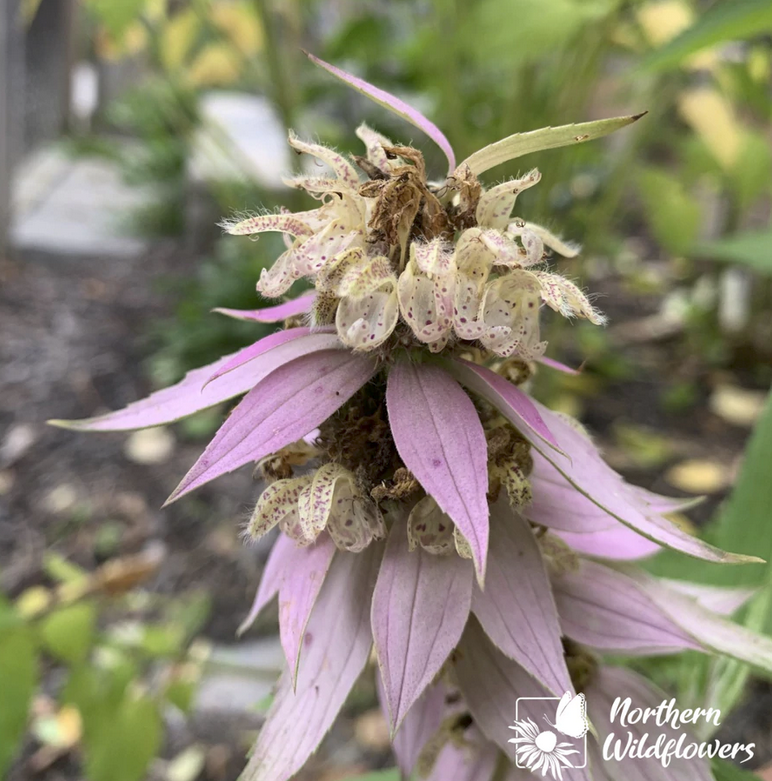 Dotted Mint (Monarda punctata) Seeds