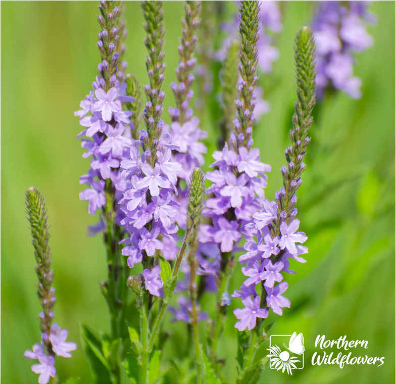 Hoary Vervain (Verbena stricta) Seeds