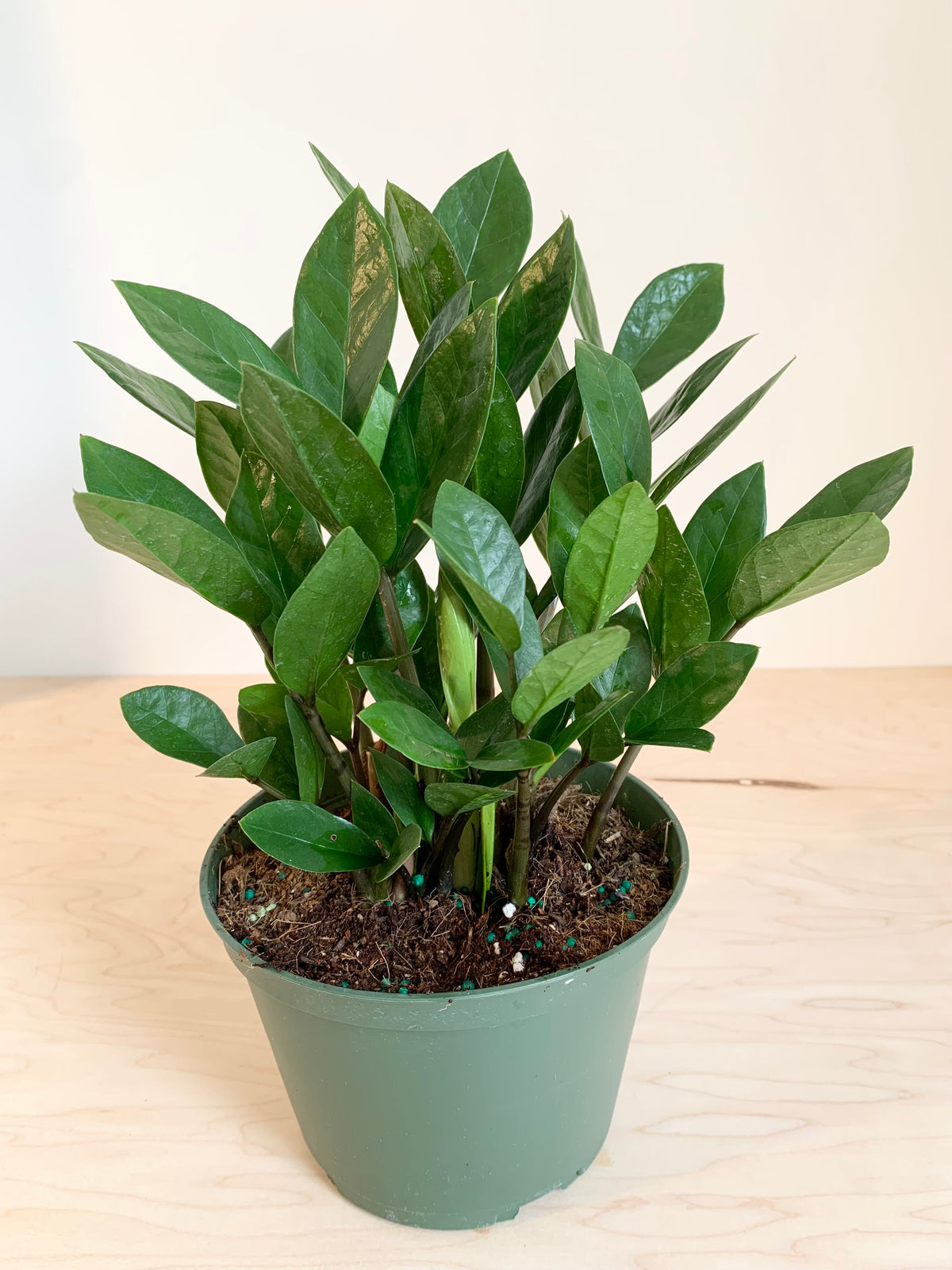 plante verte zz Usine ZZ – Foliage