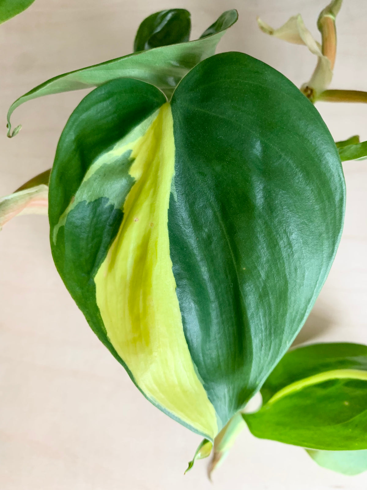 Philodendron 'Brasil' – Foliage