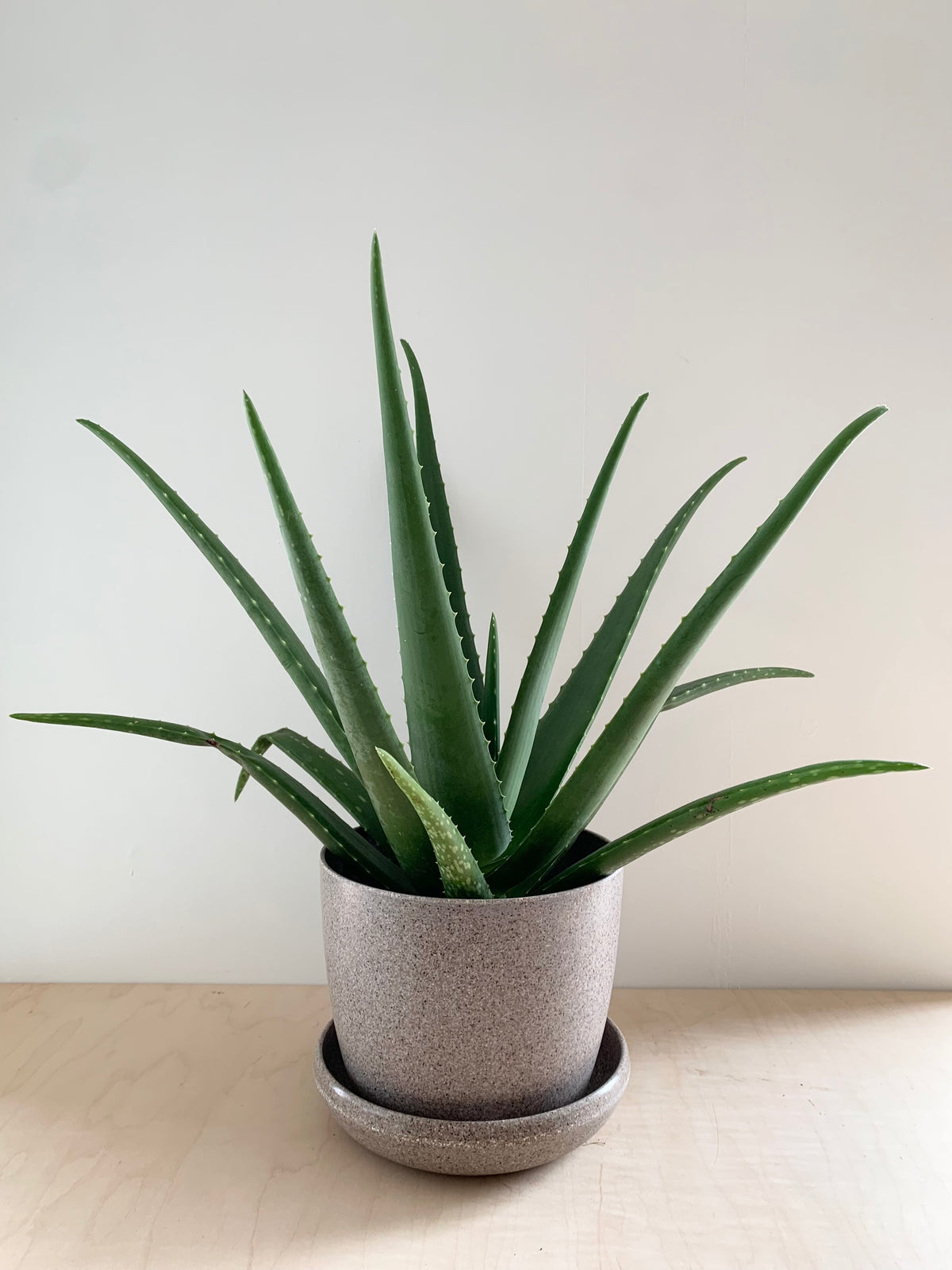 como es la planta de aloe vera medicinal Aloe Vera, Planta Medicinal