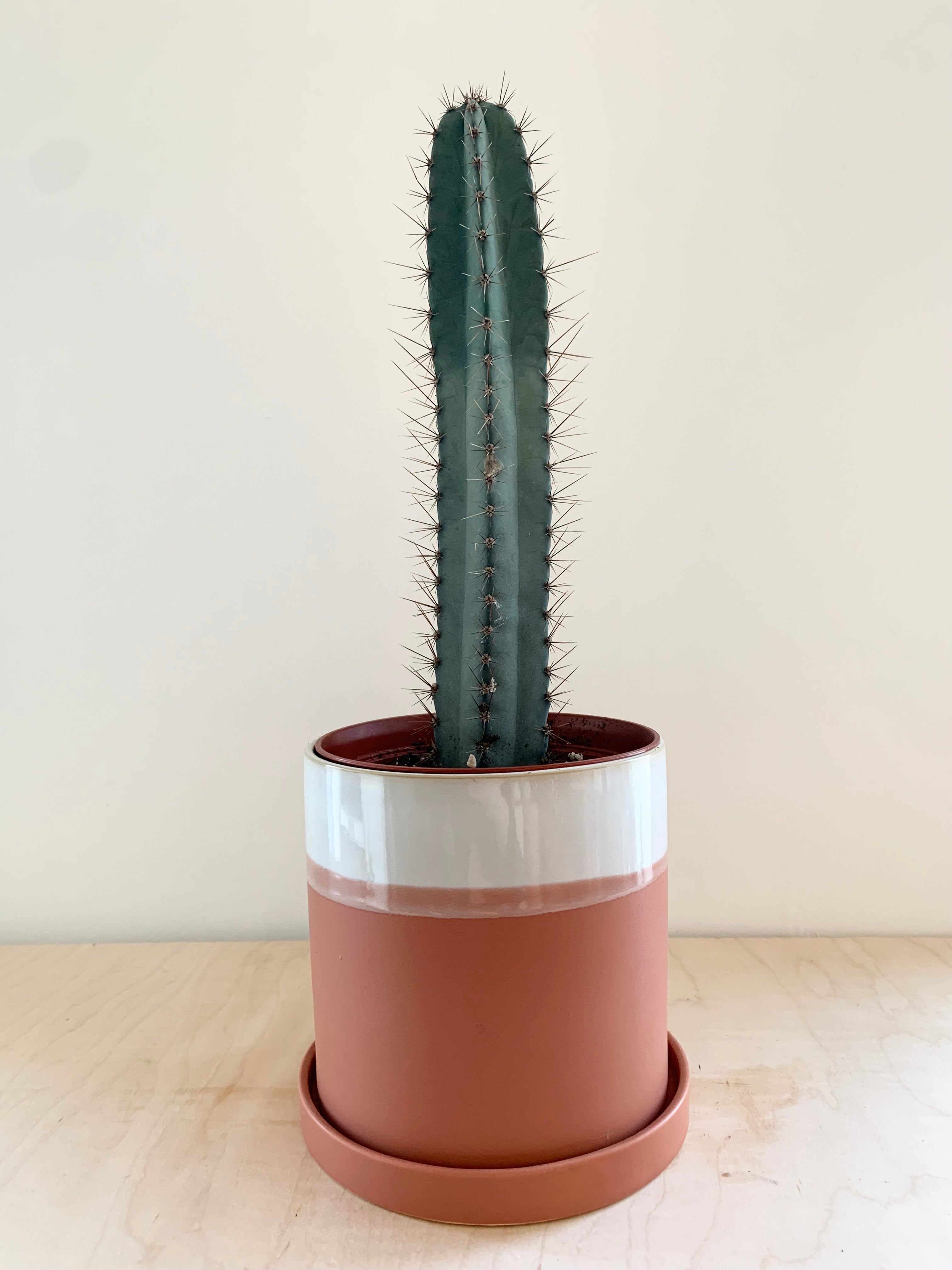 Peruvianus Cactus