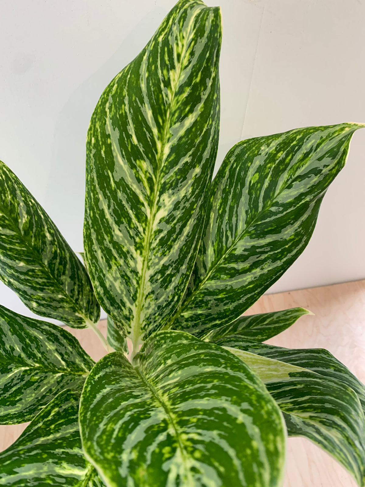 aglaonema golden passion Aglaonema 'Golden Madonna' – Foliage