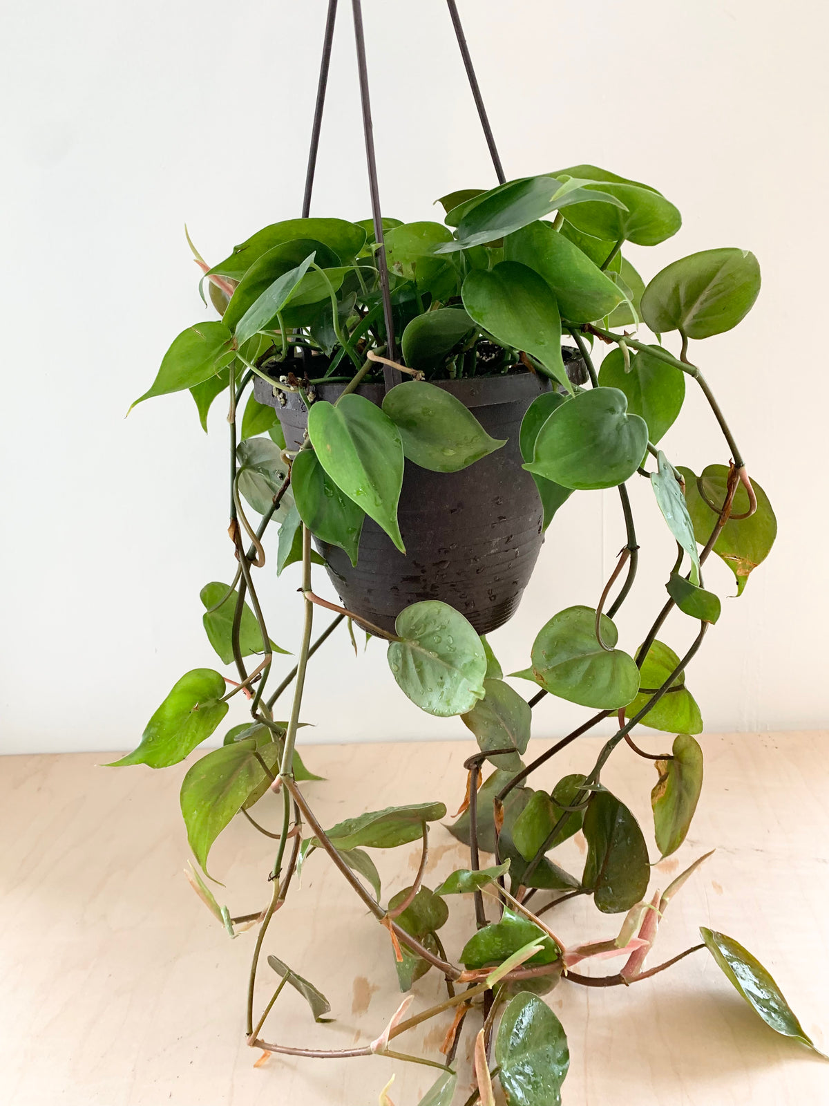 philodendron cordatum nz Philodendron 'Cordatum Green' – Foliage