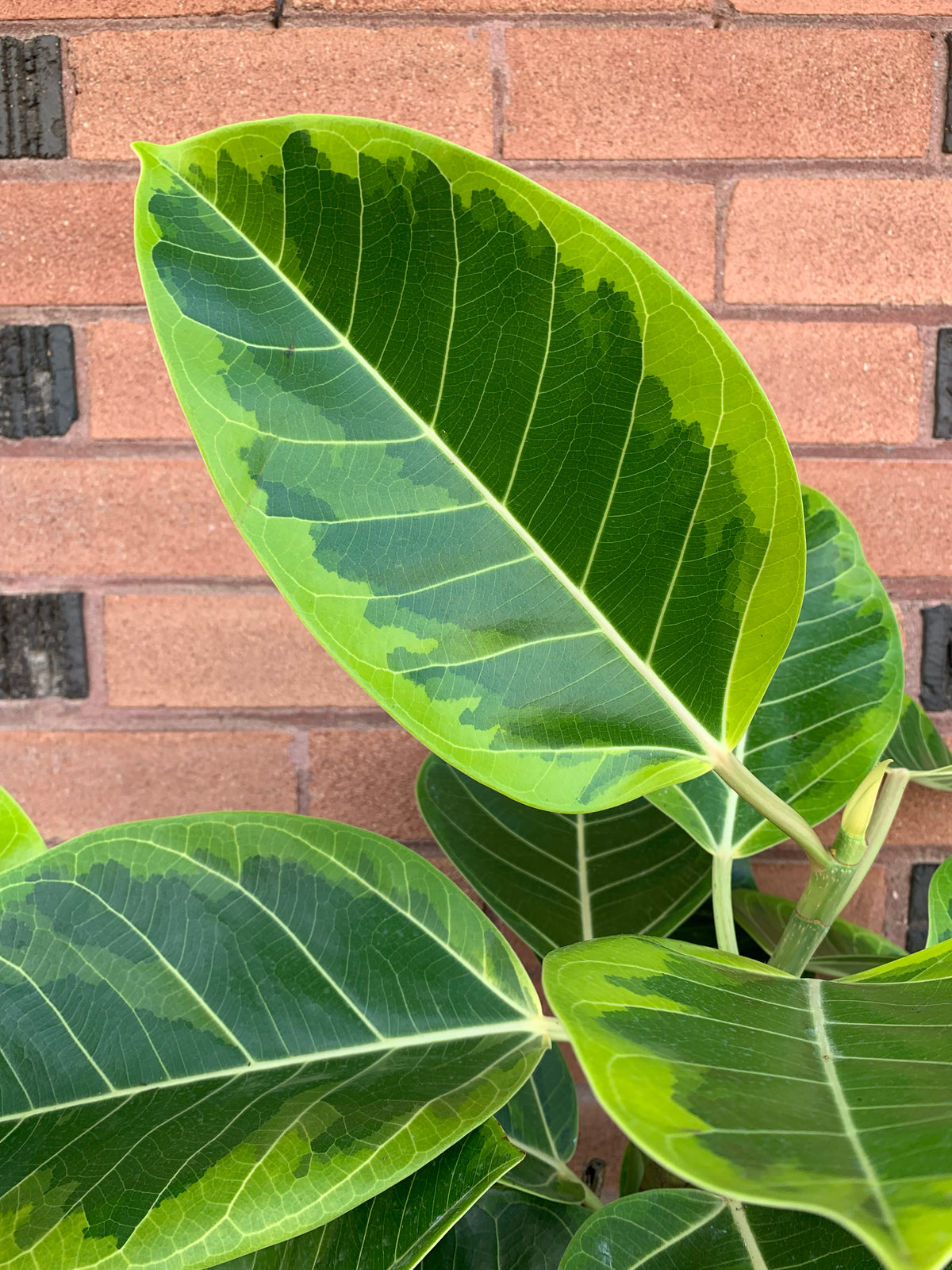 Ficus 'Altissima' – Foliage