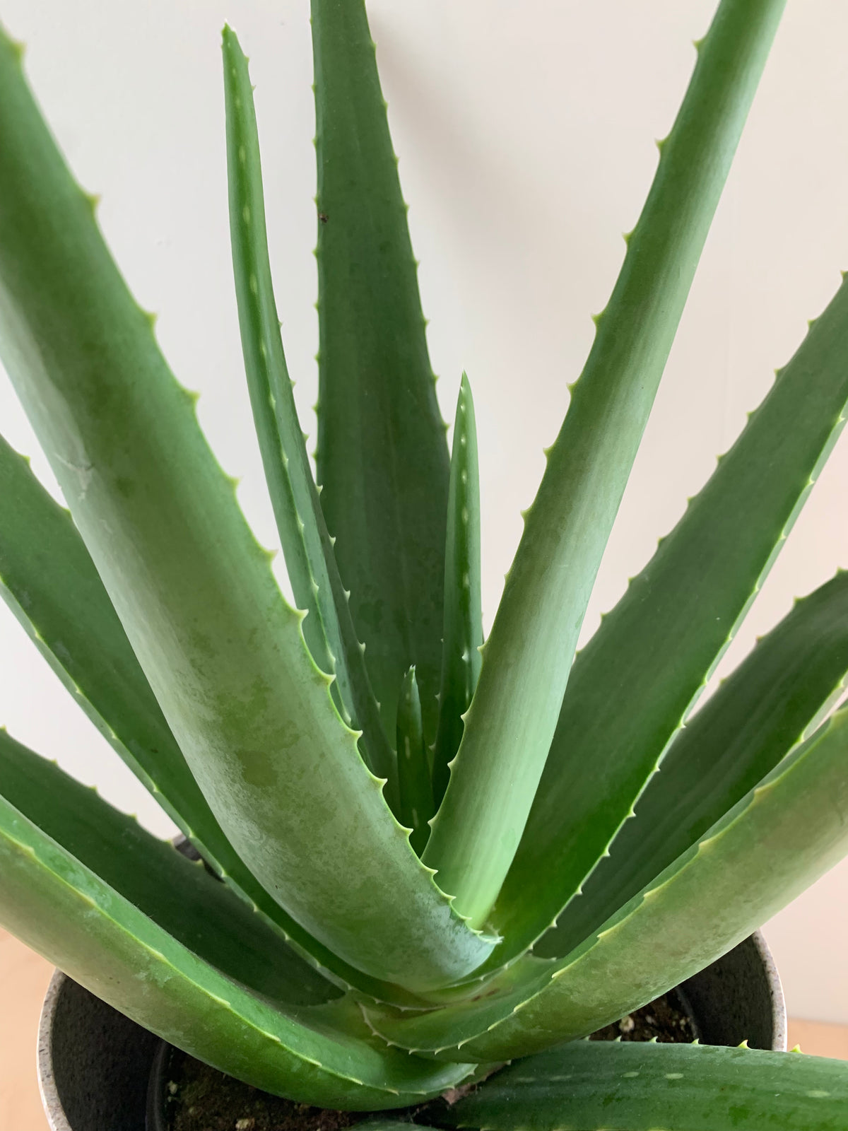 aloe vera planta medicinala Aloe Vera, Planta Medicinal