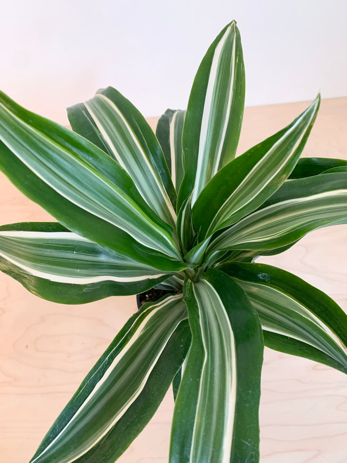 Dracaena 'Fragrans Warneckii'