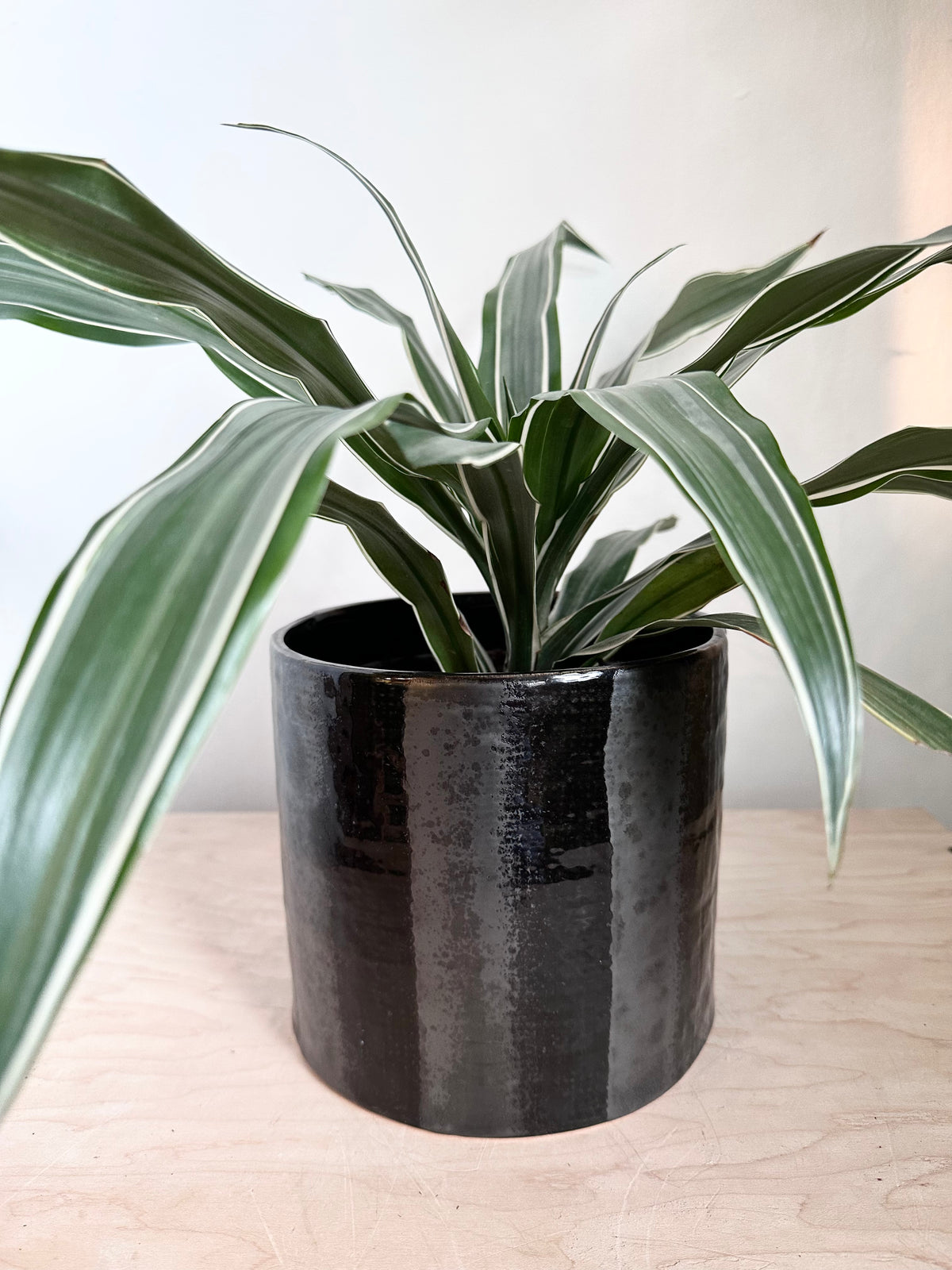 dracaena warneckii pet safe Dracaena 'Warneckii' – Foliage