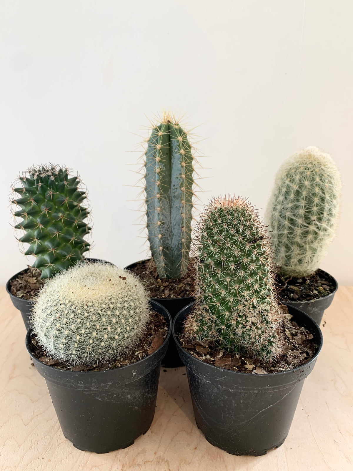 Cactus, Assorted – Foliage