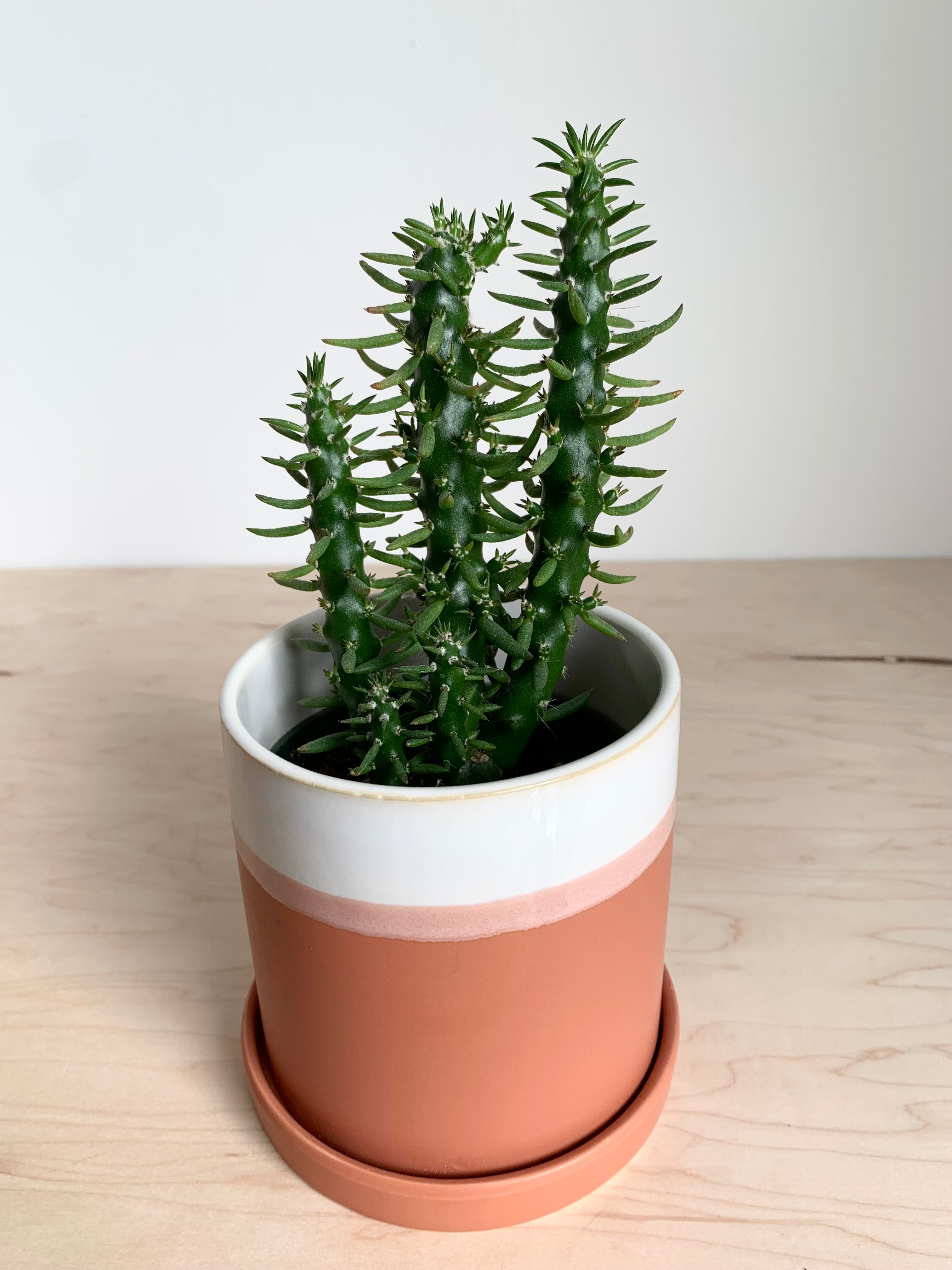 Hadley Pot