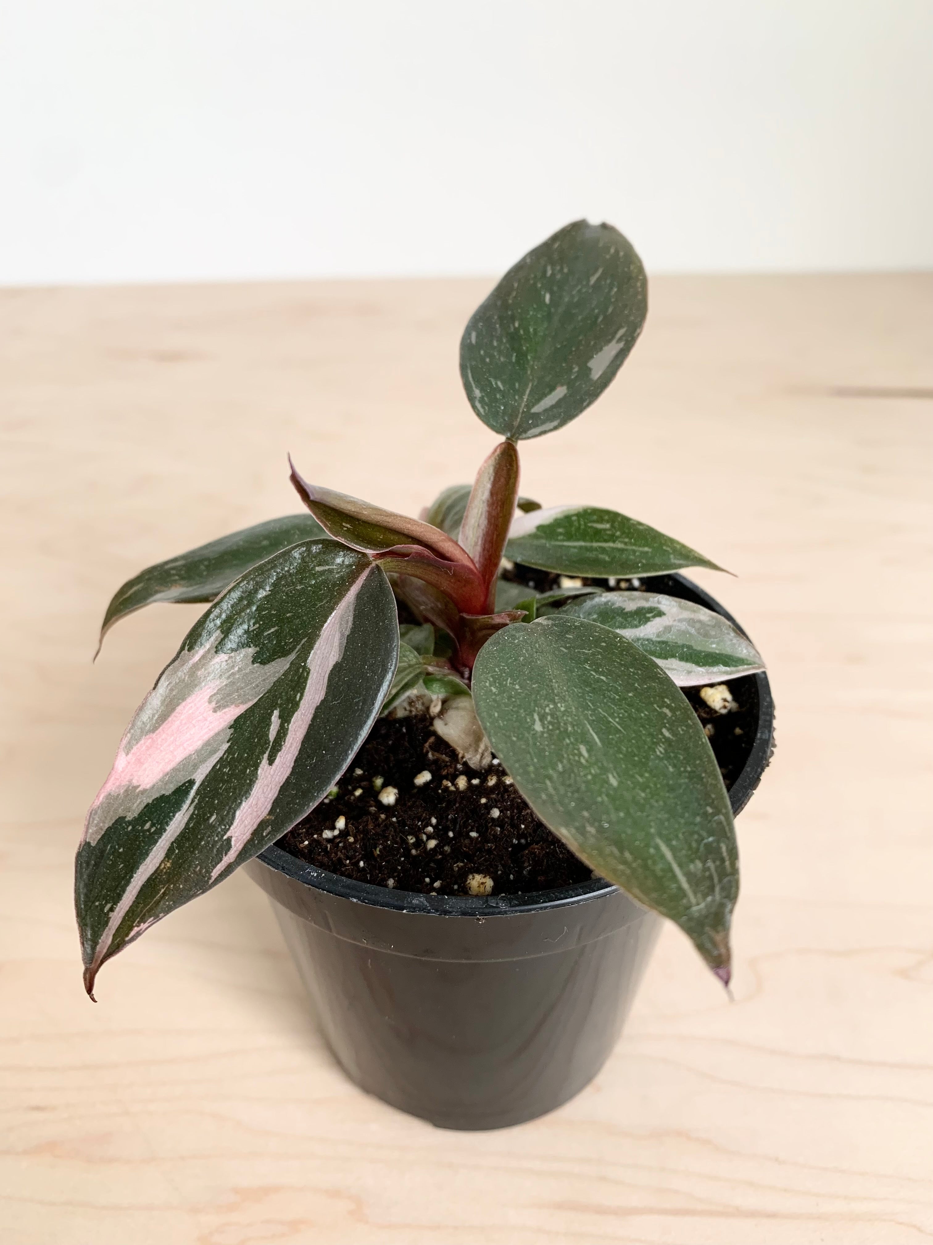 Philodendron 'Pink Princess'