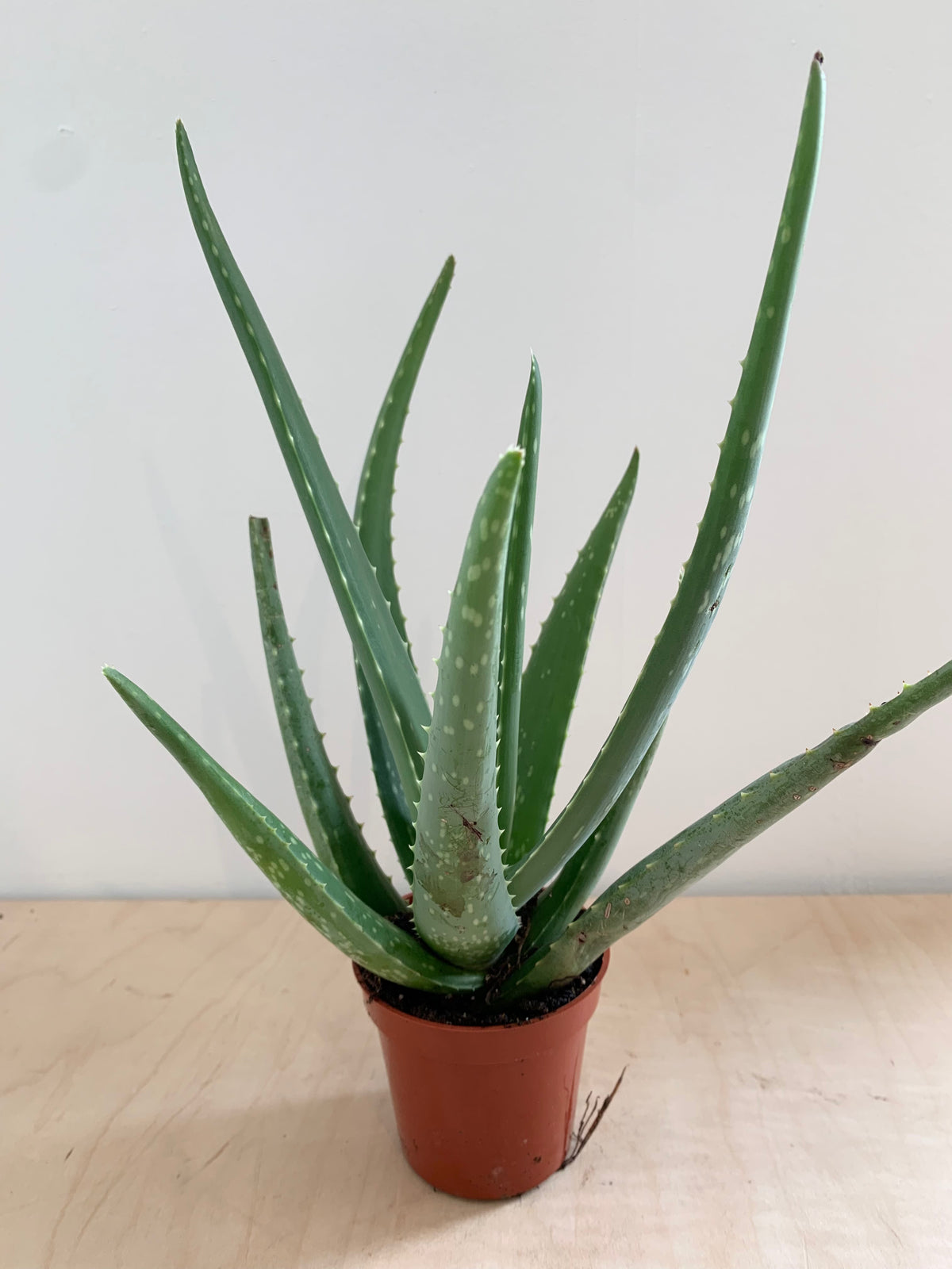 como es la planta de aloe vera medicinal Aloe Vera, Planta Medicinal – Foliage