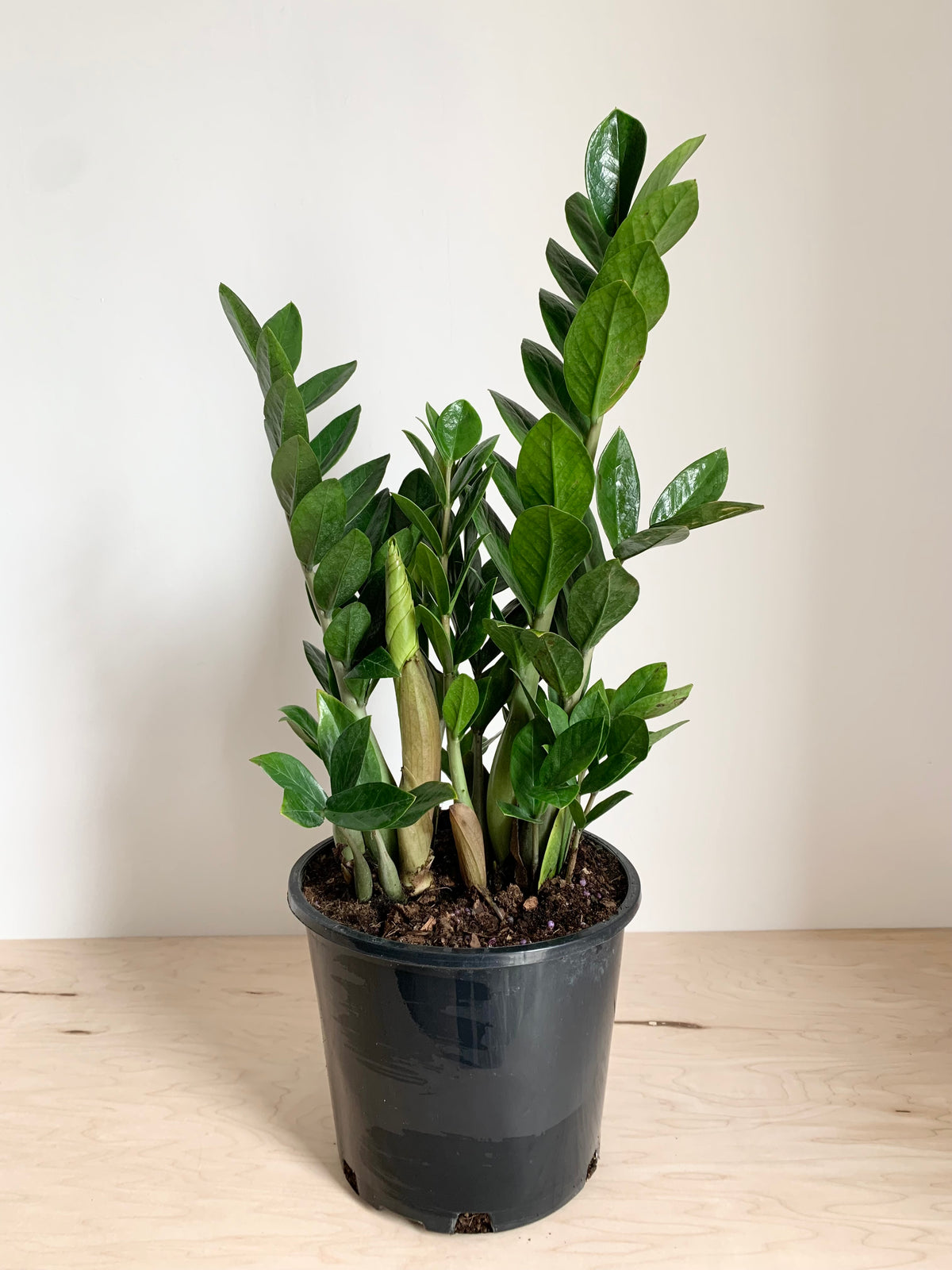 zz plant home depot canada ZZ Plant – Foliage