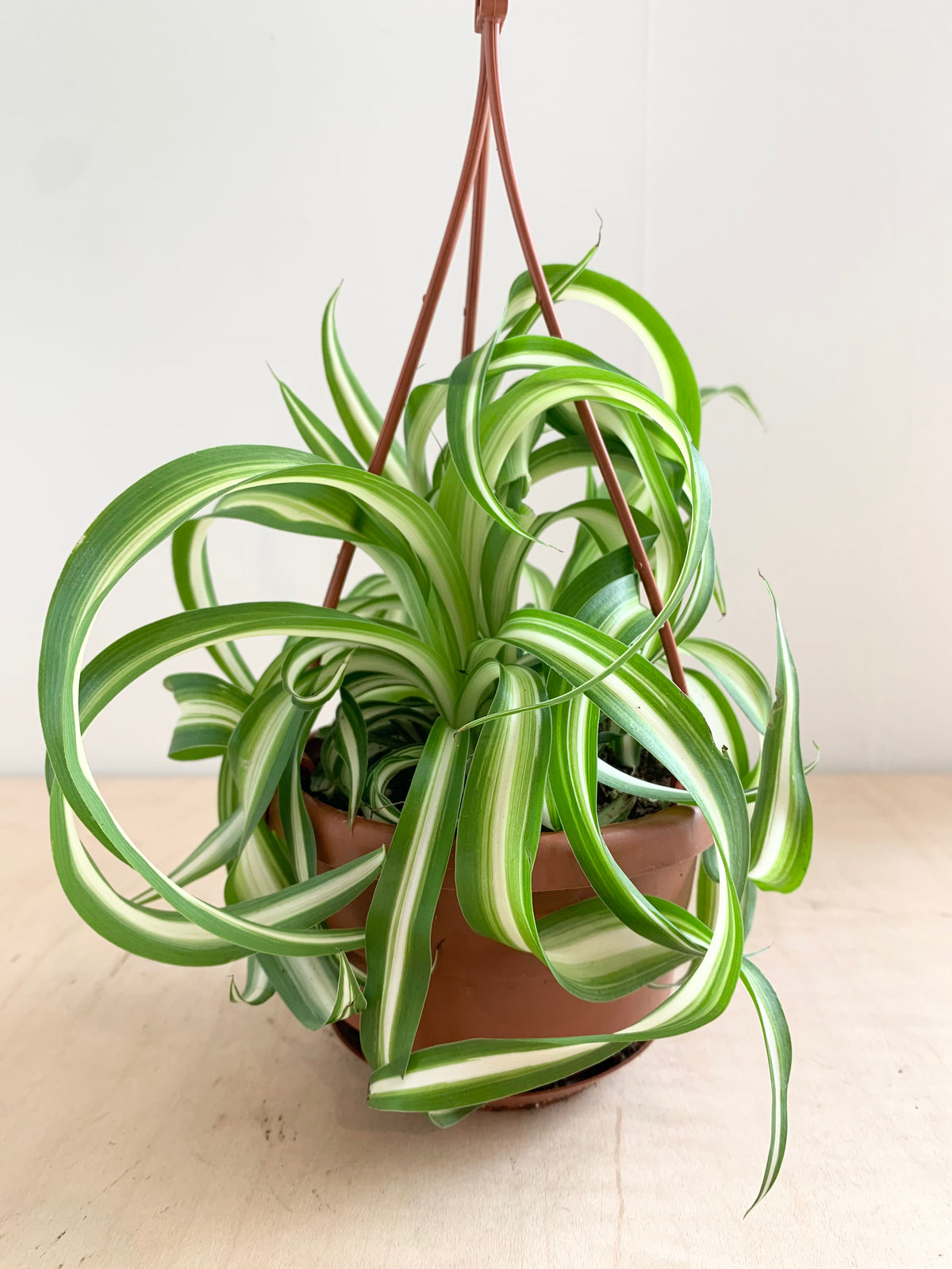 Curly Bonnie Spider Plant – Foliage