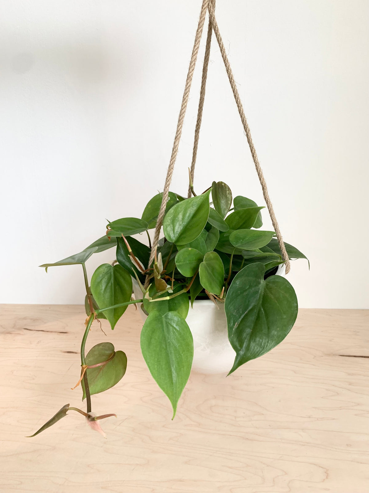 philodendron cordatum cuidados Filodendro 'Cordatum Green' – Foliage