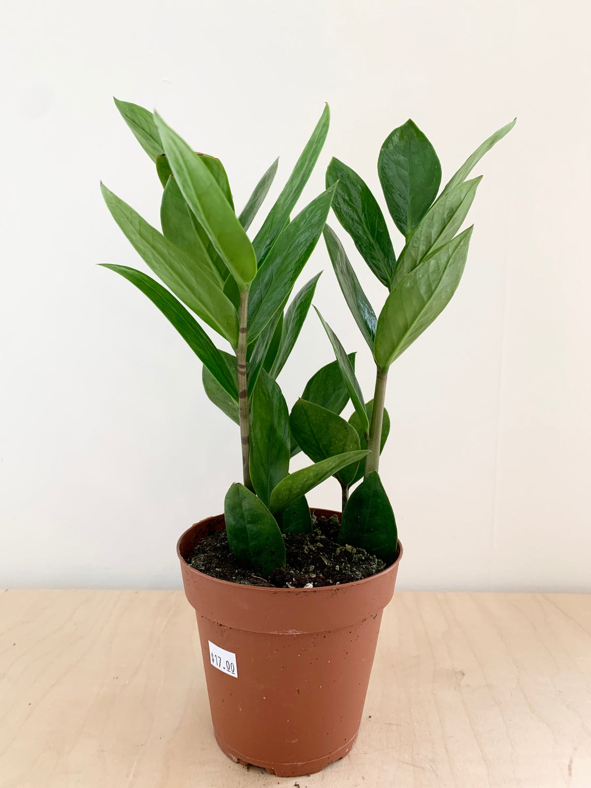 where to buy zz plant in canada ZZ Plant – Foliage