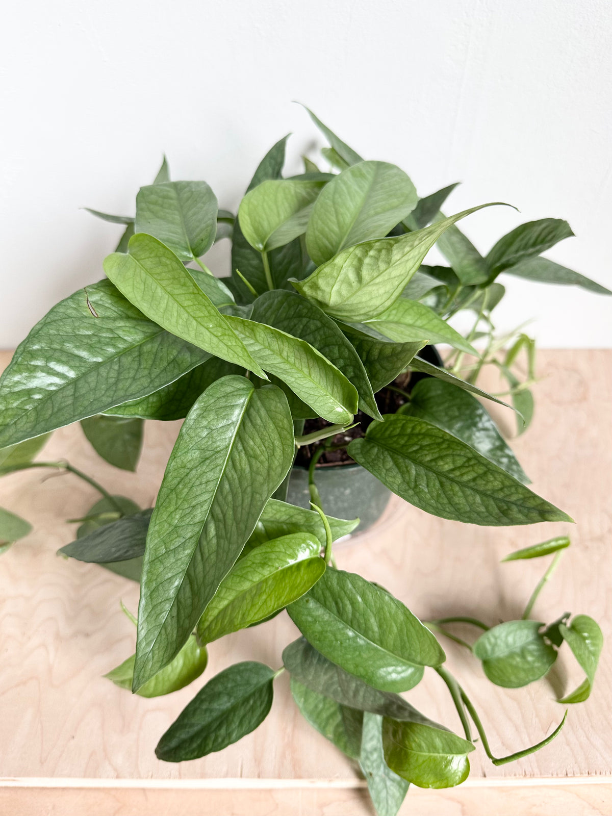 Cebu Blue Pothos – Foliage