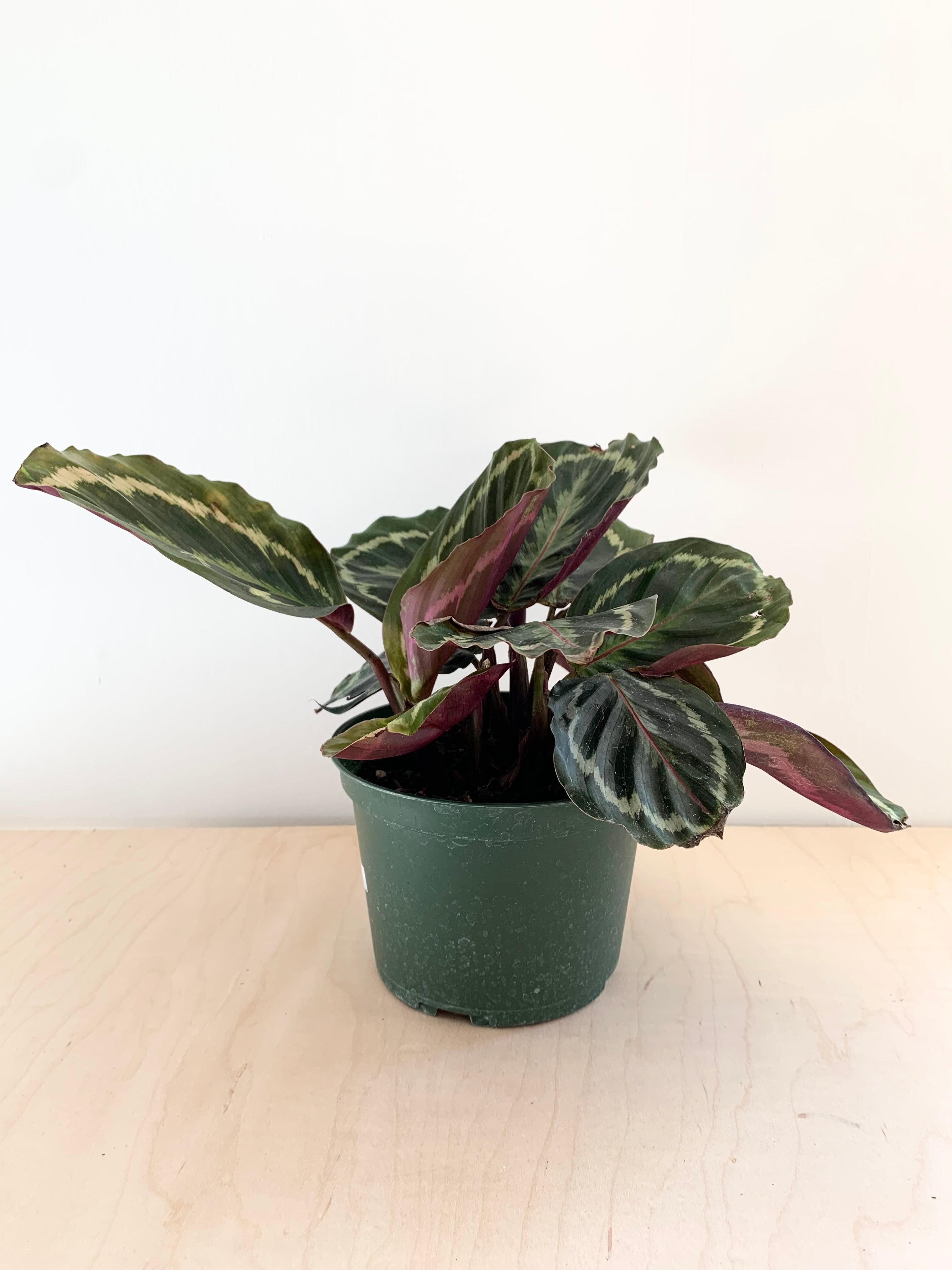 Calathea 'Roseopicta'