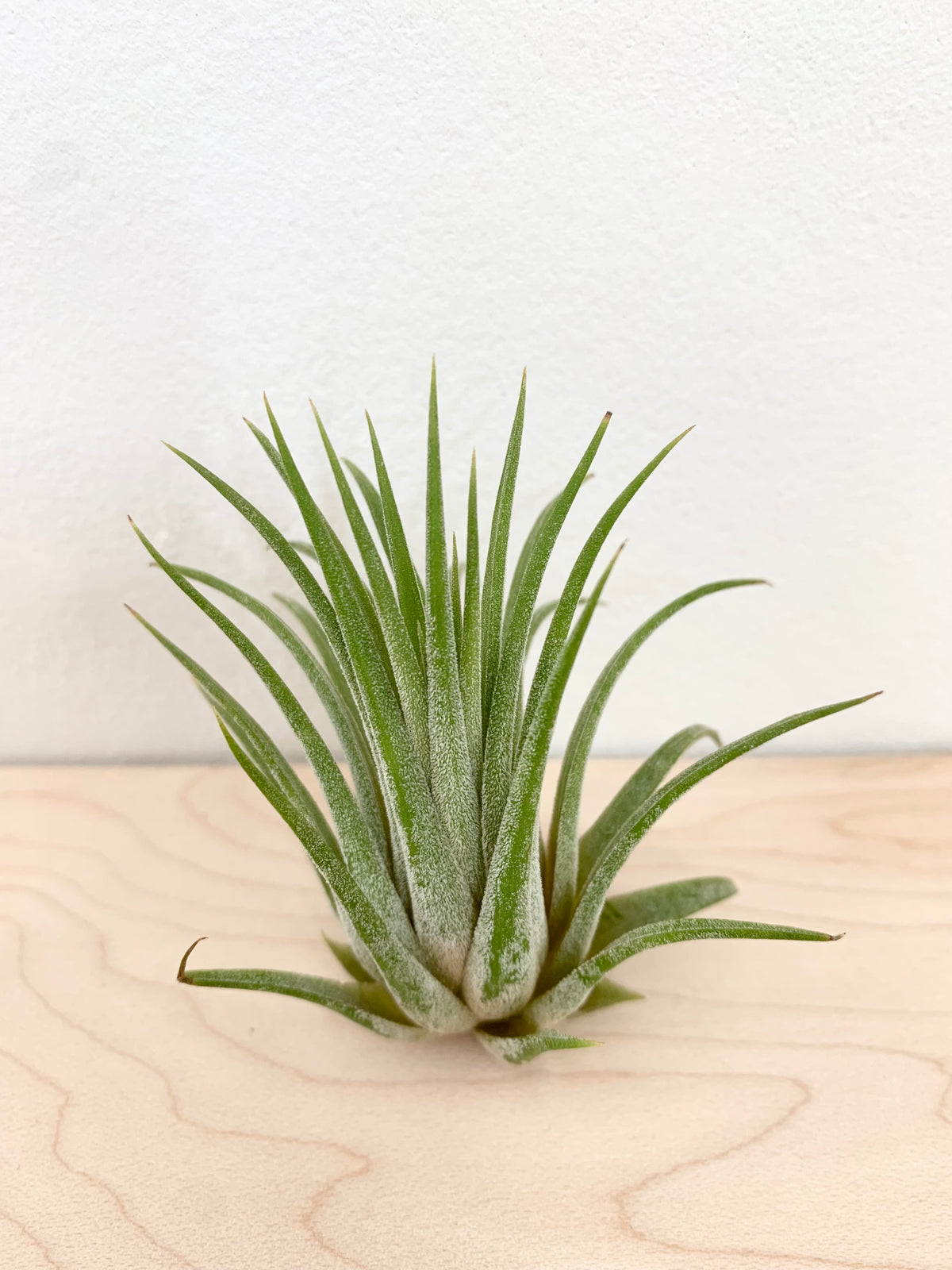 plante d'air Tillandsia (Plantes aériennes) – Foliage