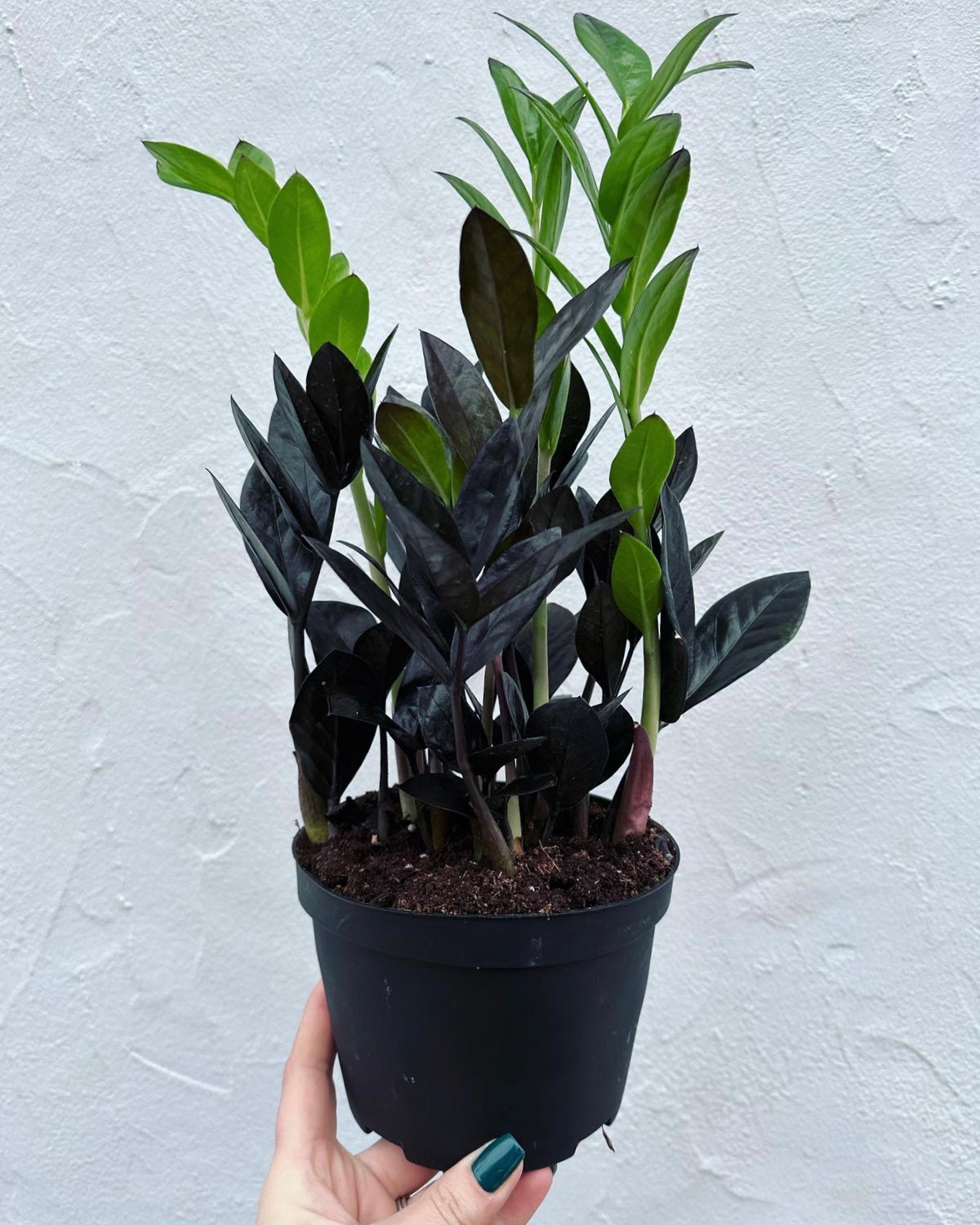 what is a raven zz plant ZZ Plant 'Raven' – Foliage