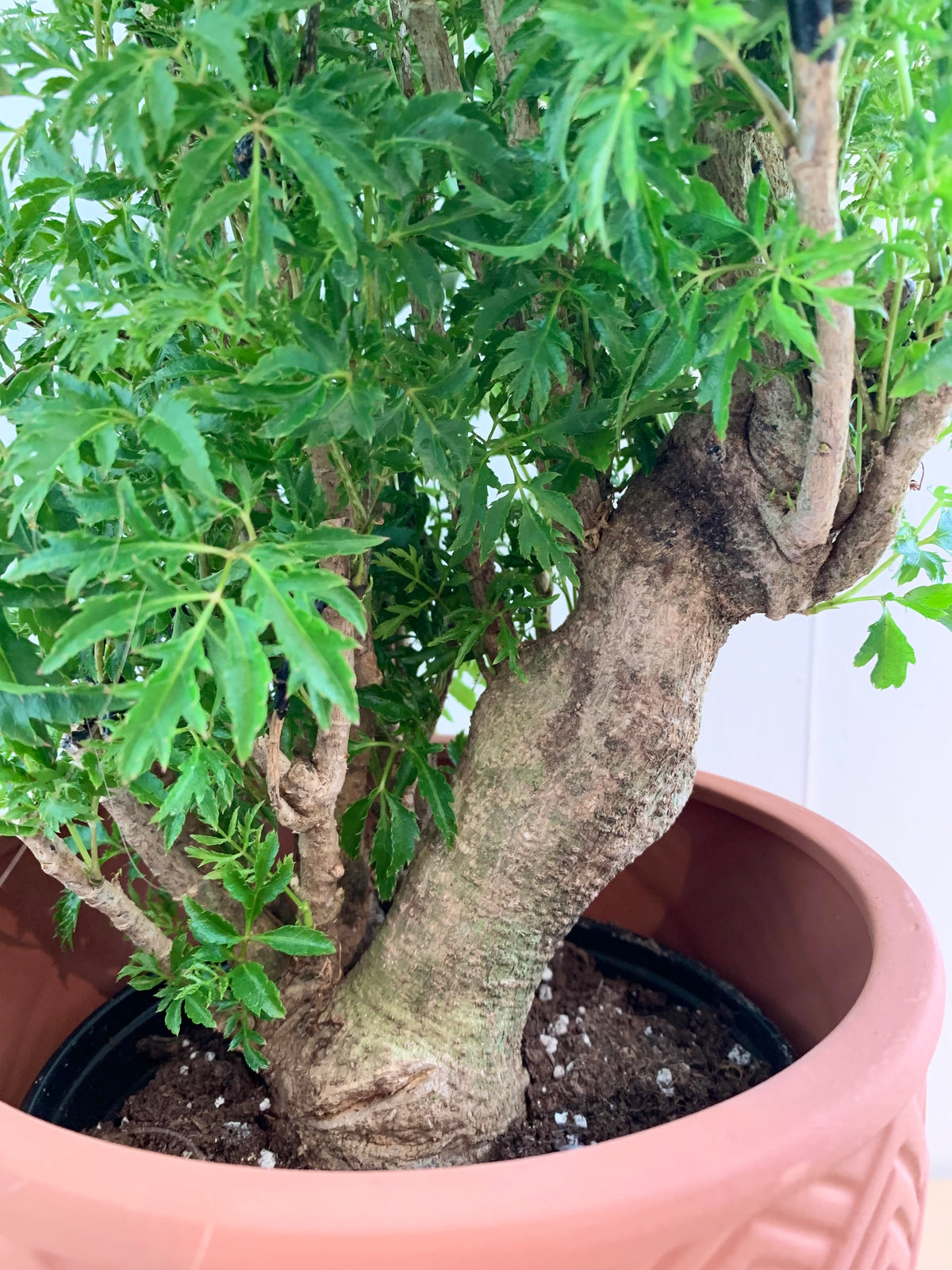 Aralia Ming Stump – Foliage