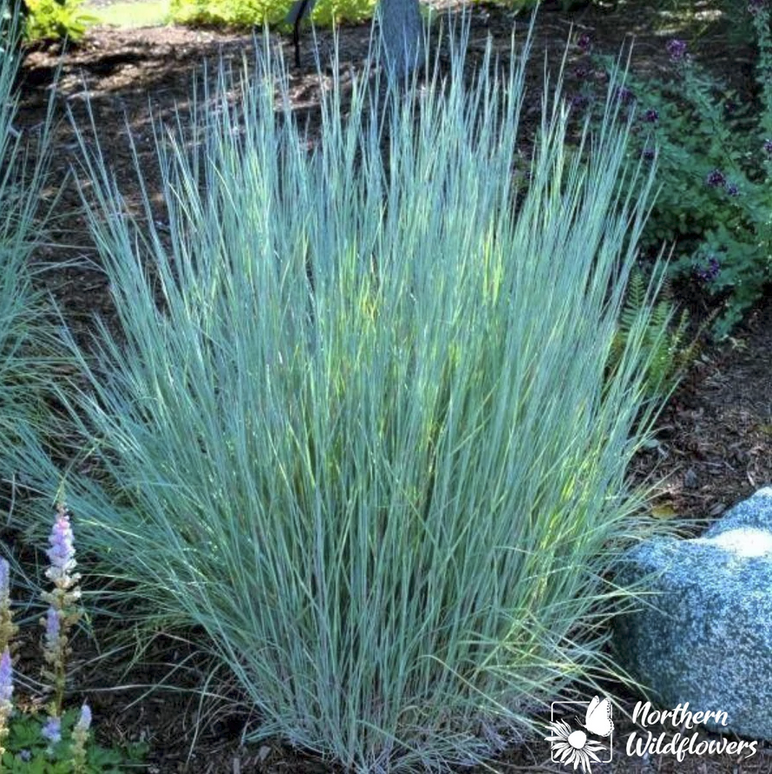 Little Bluestem (Schizachyrium scoparium) Seeds