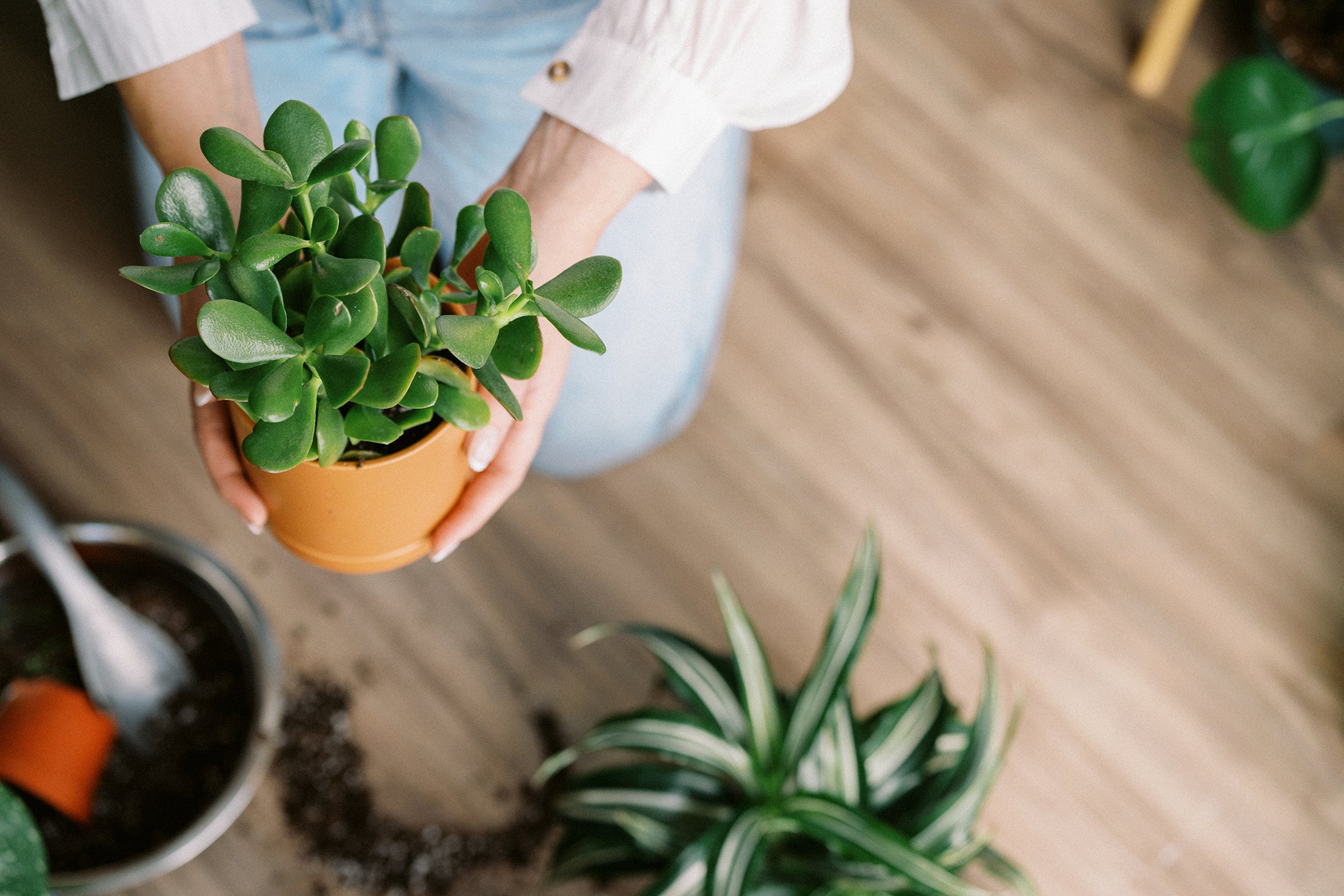 Plant Goals for 2025: New Year, New Leaves