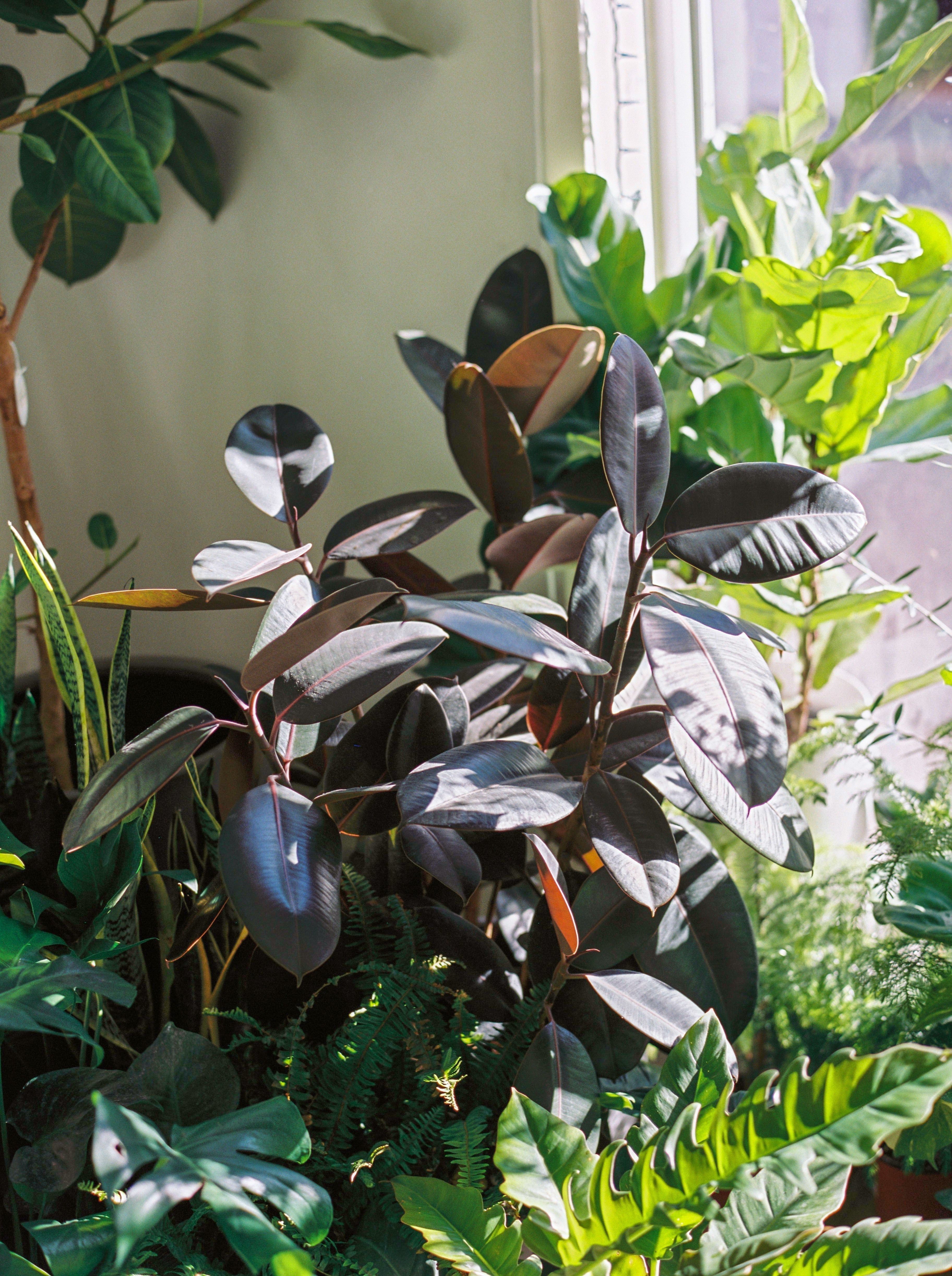 A Houseplant for Every Zodiac Sign