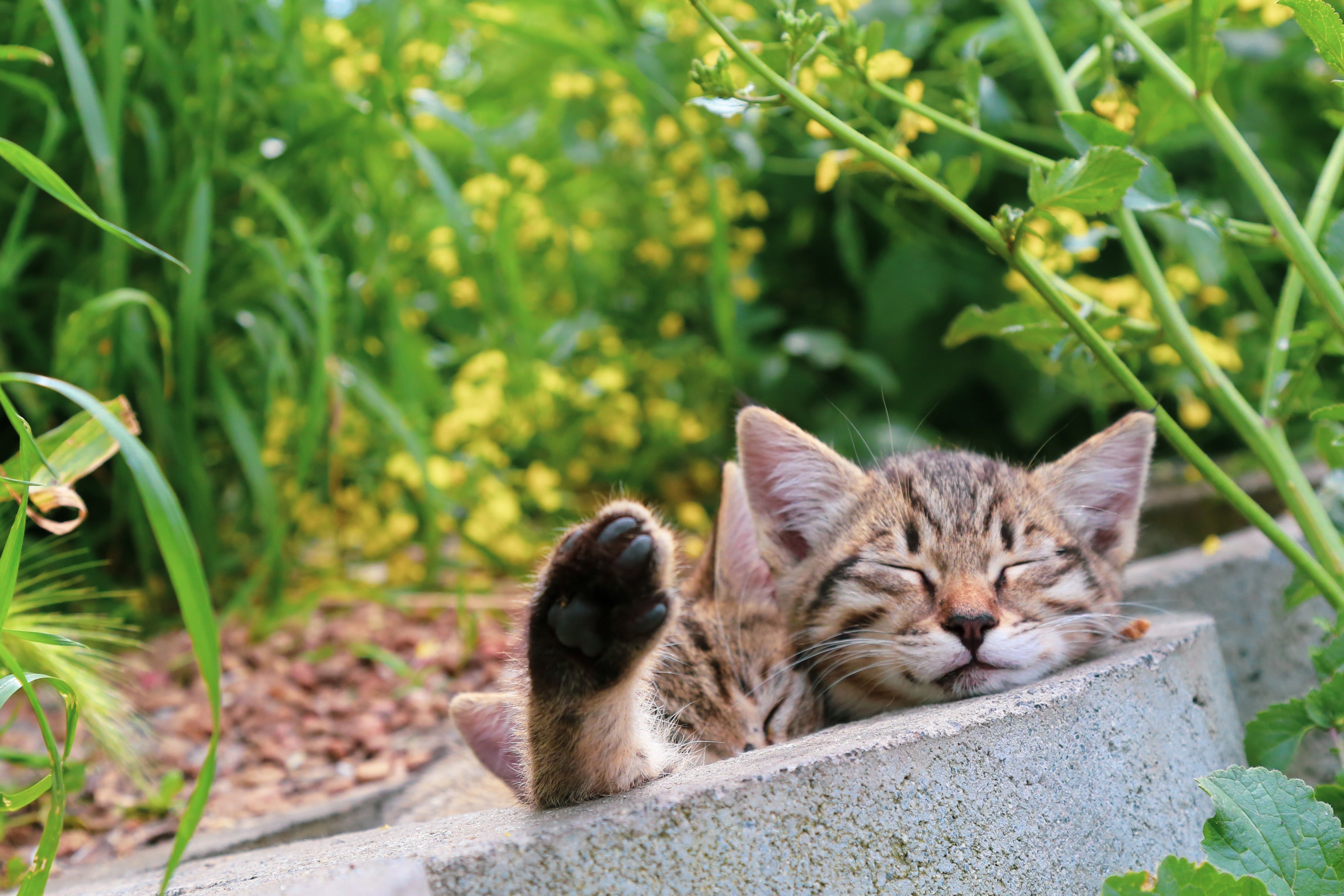 Pet-Friendly Plants for a Safe & Beautiful Home