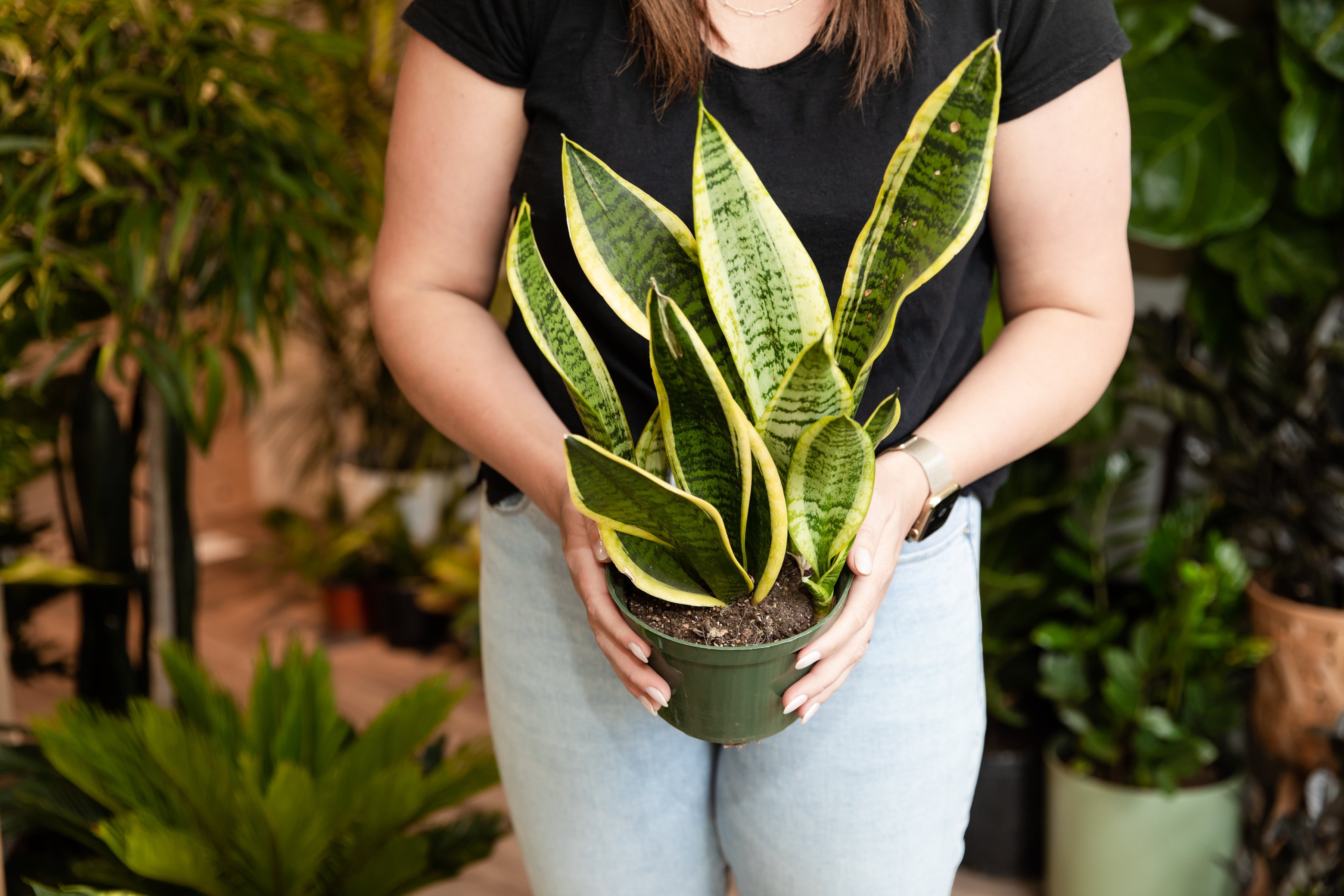 Low Light Plants